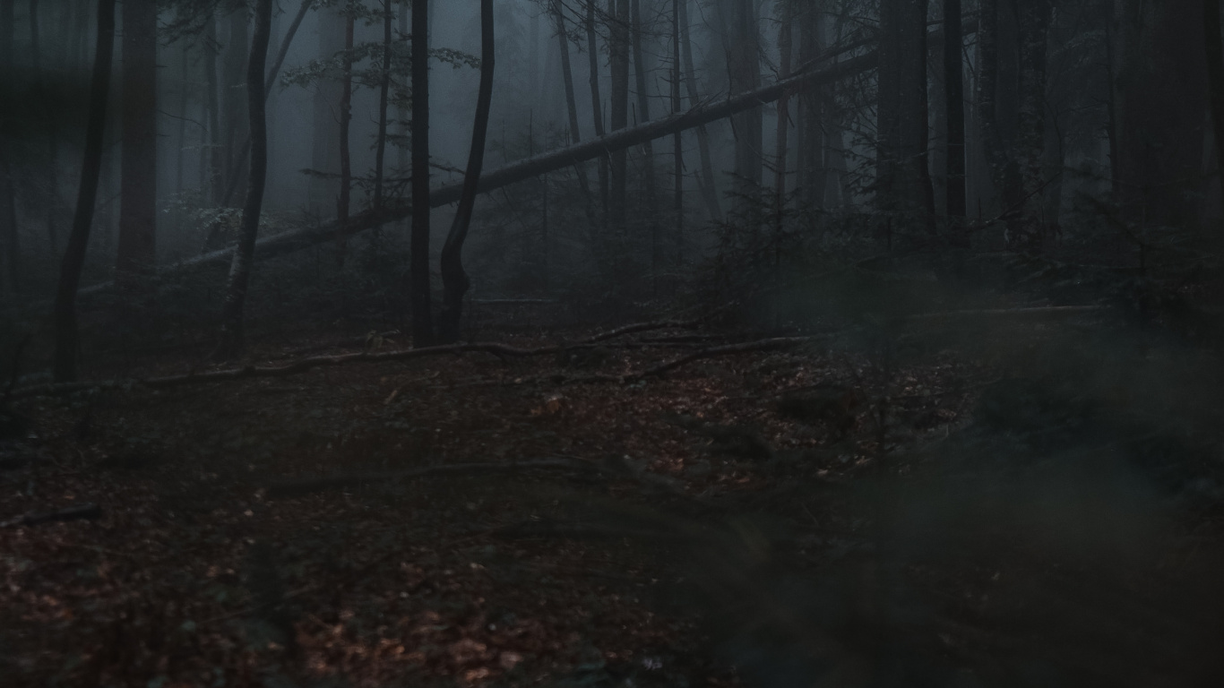 Naturaleza, Entorno Natural, Bosque, Ambiente, Paisaje Natural. Wallpaper in 1366x768 Resolution