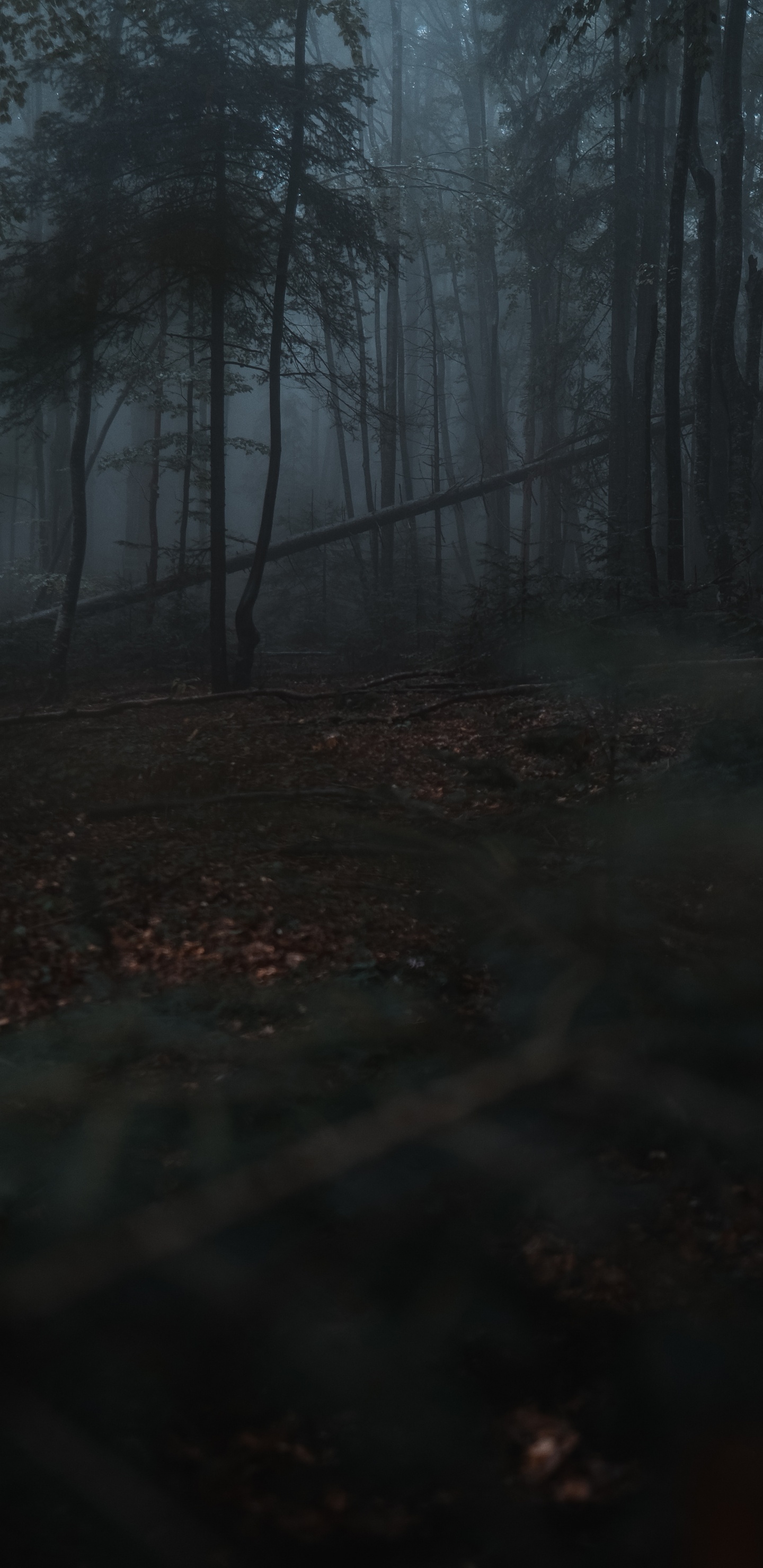 Naturaleza, Entorno Natural, Bosque, Ambiente, Paisaje Natural. Wallpaper in 1440x2960 Resolution