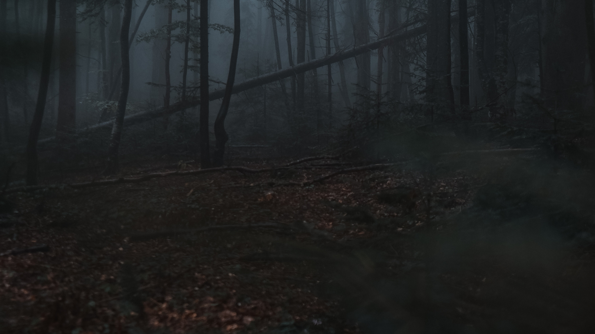 Naturaleza, Entorno Natural, Bosque, Ambiente, Paisaje Natural. Wallpaper in 1920x1080 Resolution