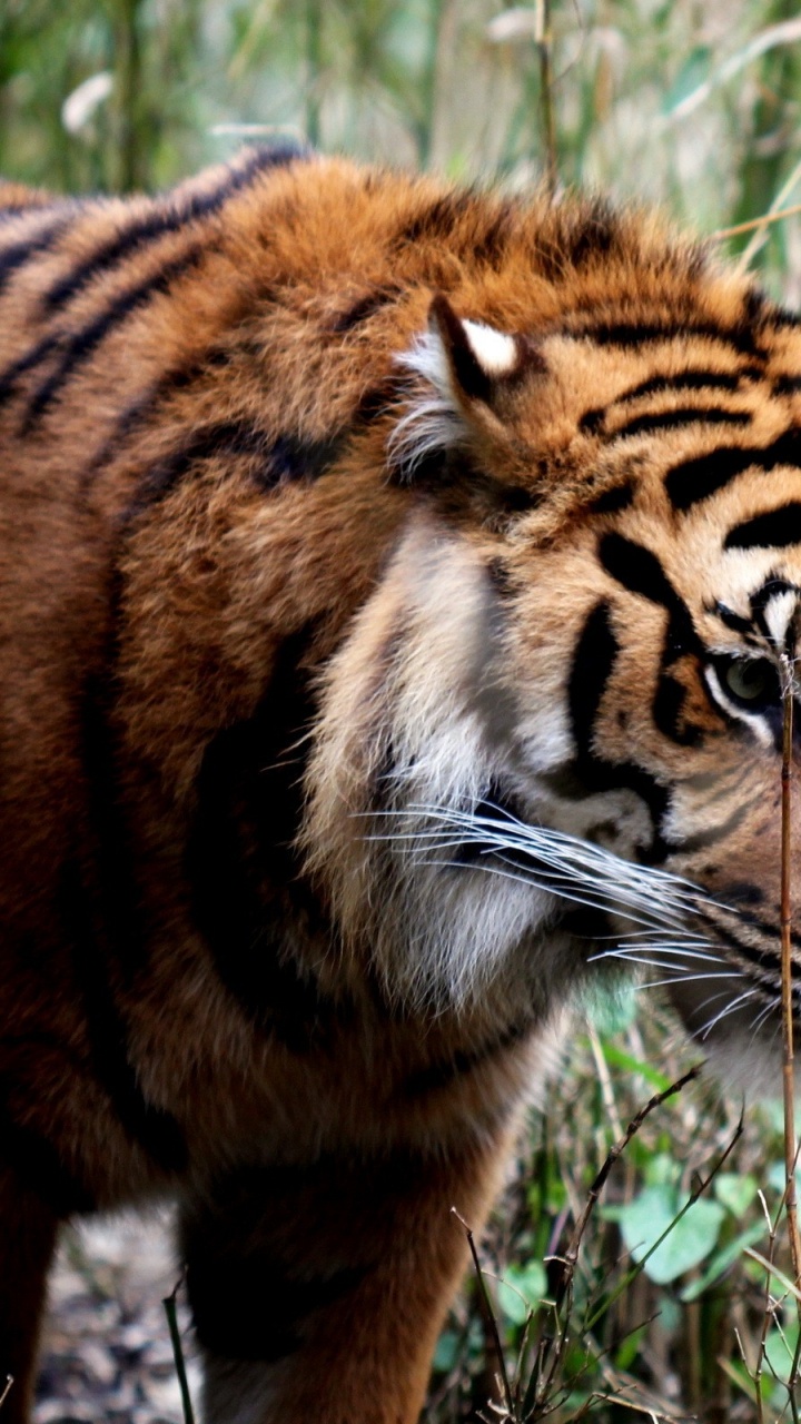 Tiger on Green Grass During Daytime. Wallpaper in 720x1280 Resolution
