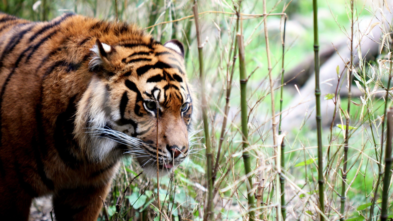 Tiger Auf Grünem Gras Tagsüber. Wallpaper in 1366x768 Resolution