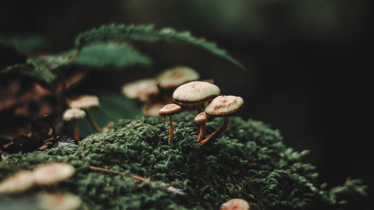 Forêt, Bokeh, Green, Nature, Feuille. Wallpaper in 1280x720 Resolution