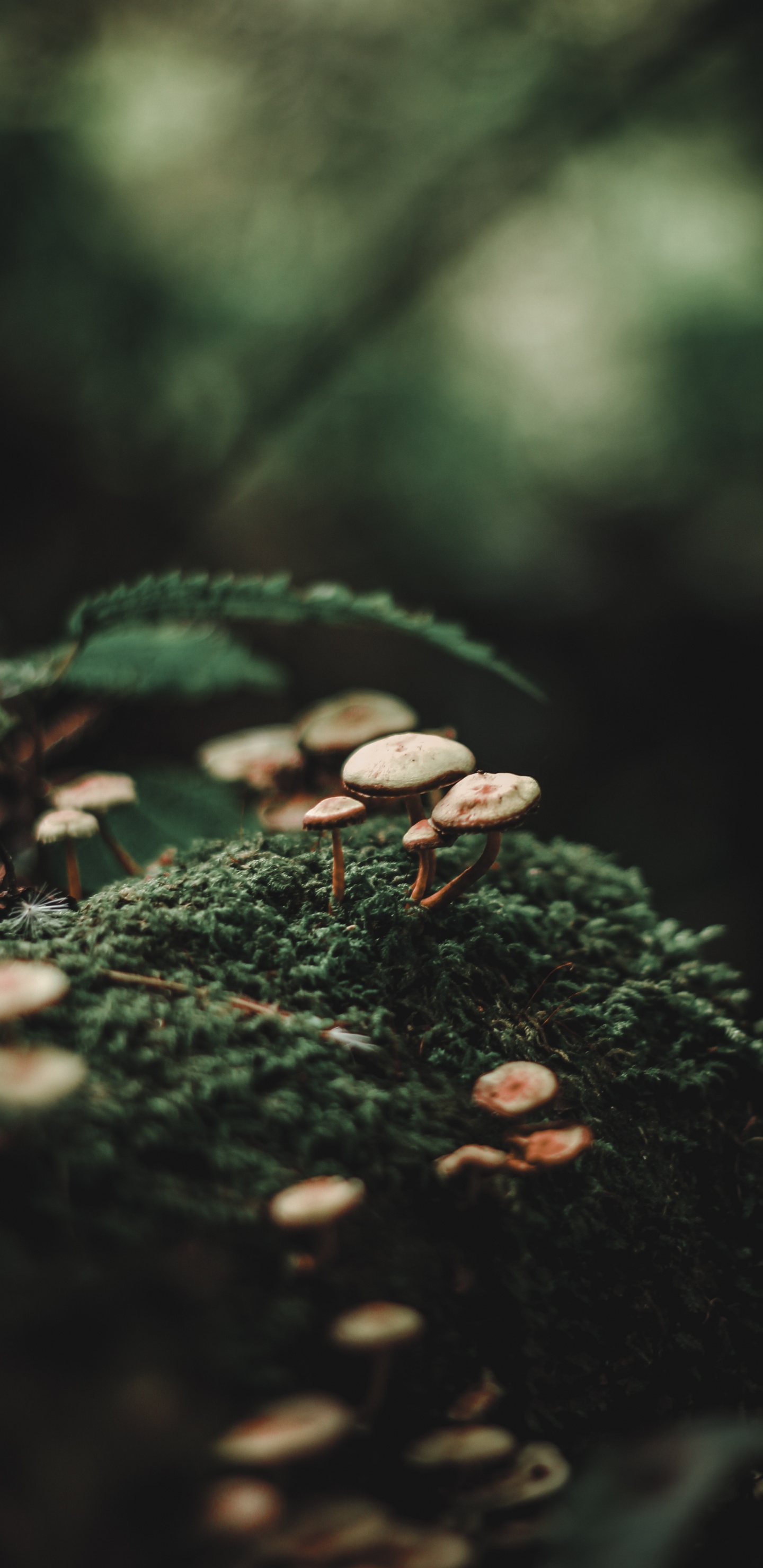 Forêt, Bokeh, Green, Nature, Feuille. Wallpaper in 1440x2960 Resolution