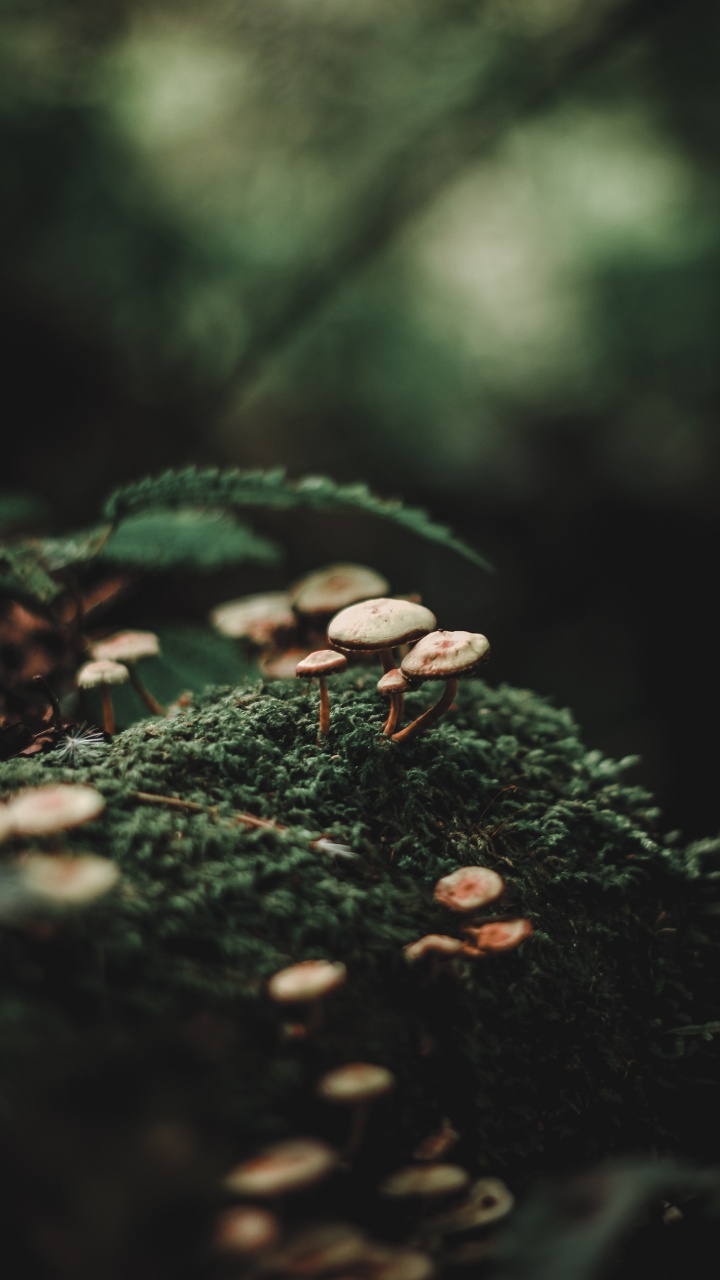 Forest, Bokeh, Green, Nature, Leaf. Wallpaper in 720x1280 Resolution