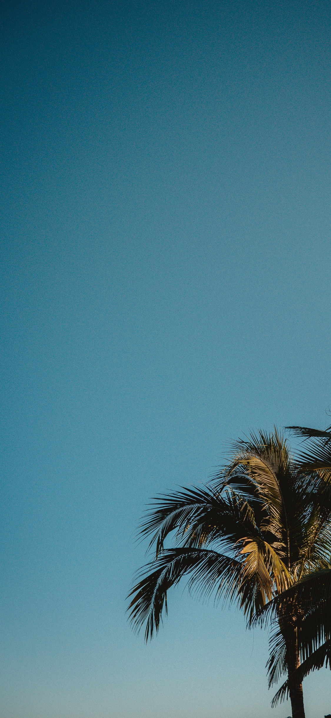 Nuit, Silhouette, Plantes Ligneuses, L'heure Dorée, Horizon. Wallpaper in 1125x2436 Resolution