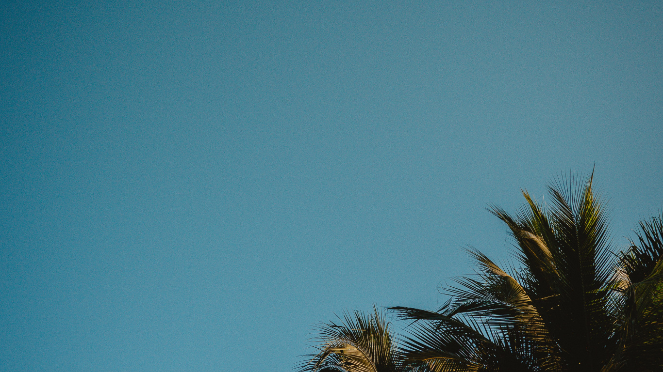 Nuit, Silhouette, Plantes Ligneuses, L'heure Dorée, Horizon. Wallpaper in 1366x768 Resolution