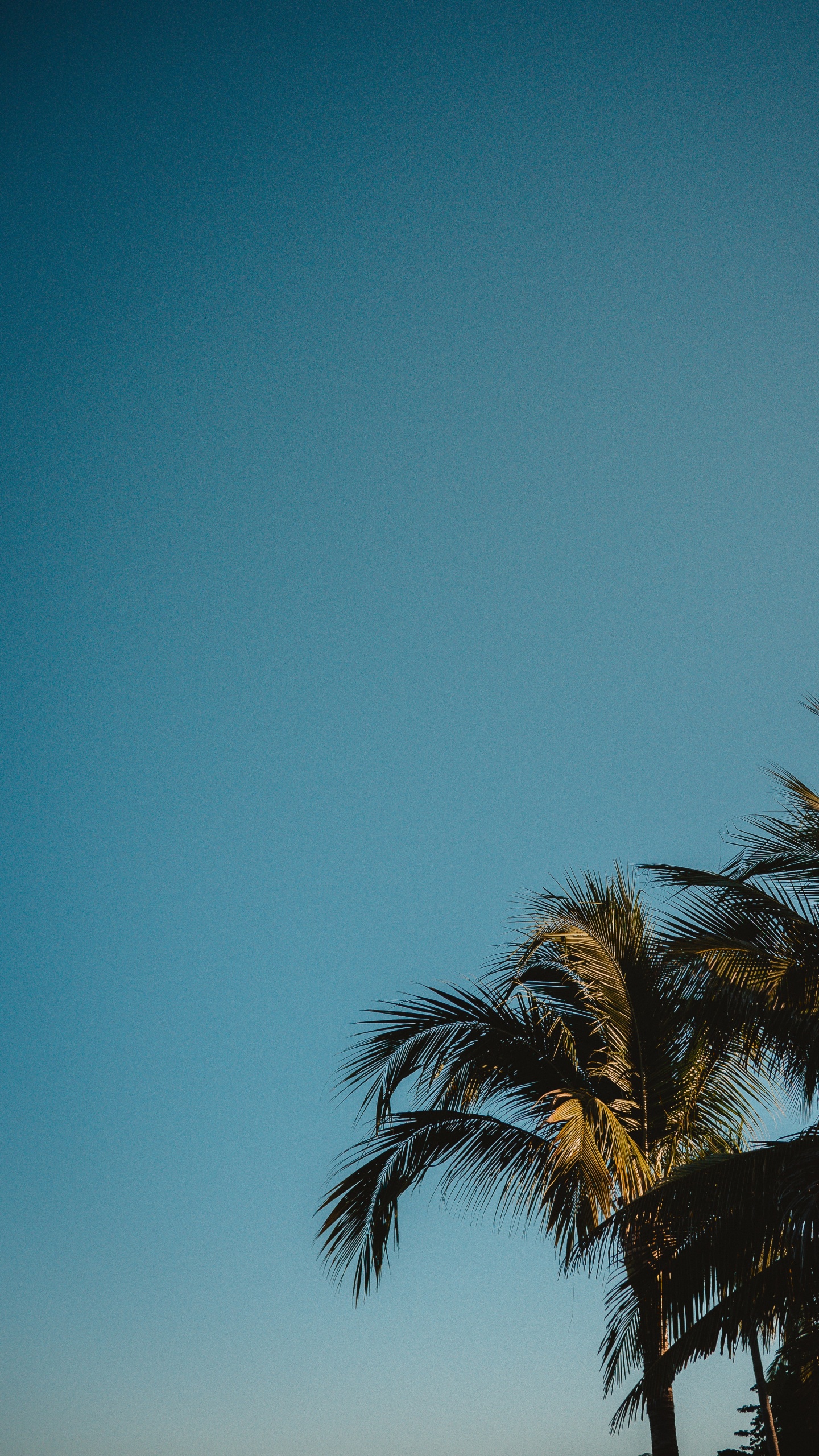 Nuit, Silhouette, Plantes Ligneuses, L'heure Dorée, Horizon. Wallpaper in 1440x2560 Resolution