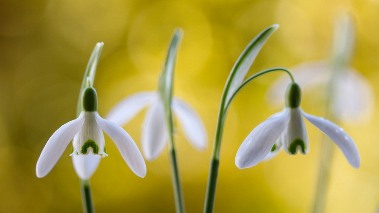 Flor Blanca y Verde en Macro Shot. Wallpaper in 1280x720 Resolution
