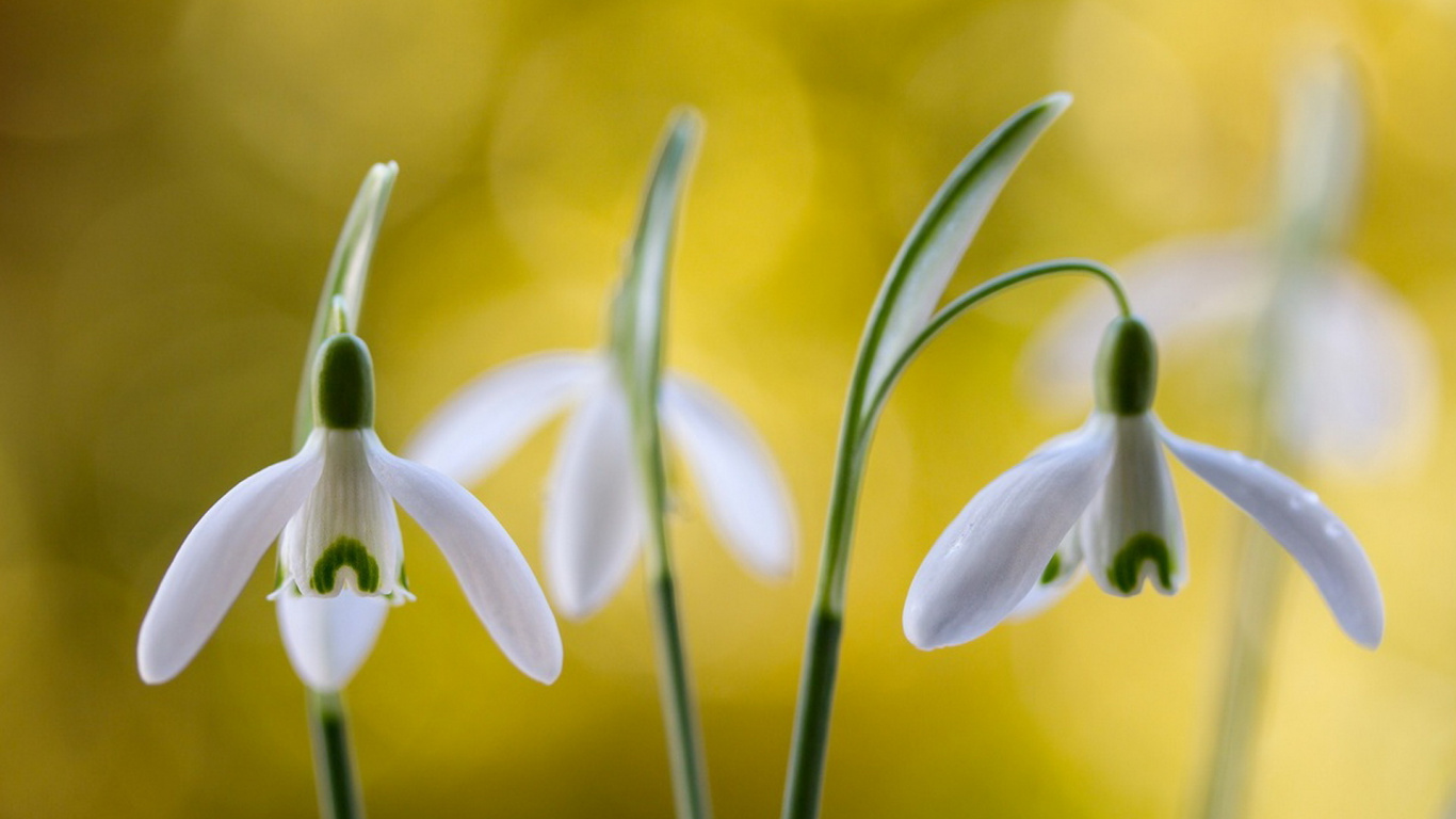 Weiße Und Grüne Blume in Makroaufnahme. Wallpaper in 1366x768 Resolution
