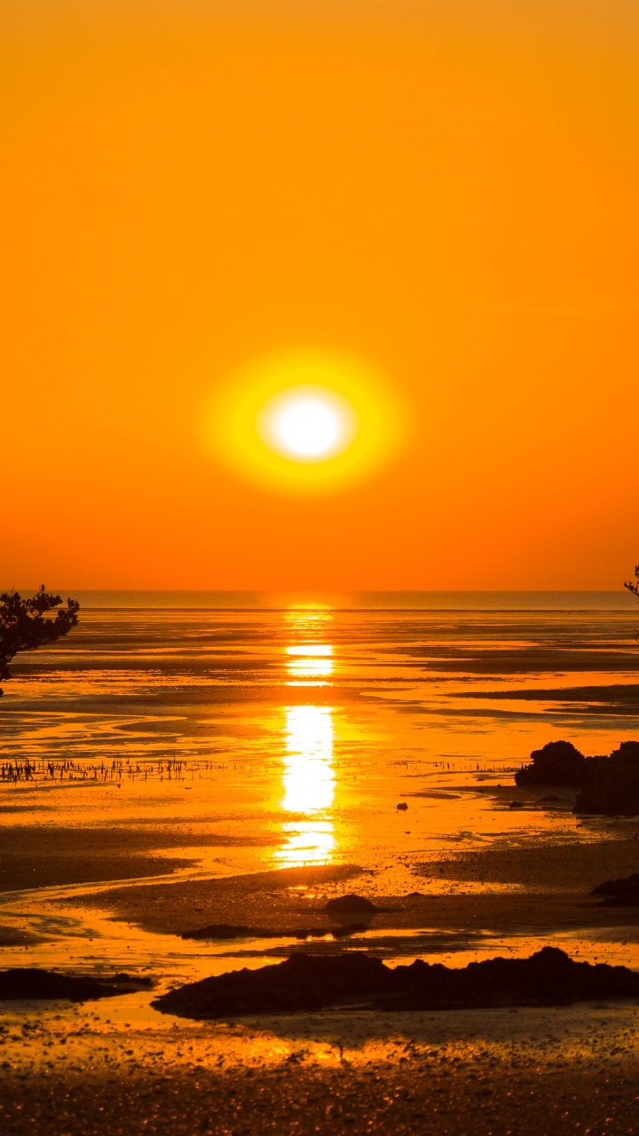 Silhouette of Trees Near Body of Water During Sunset. Wallpaper in 720x1280 Resolution