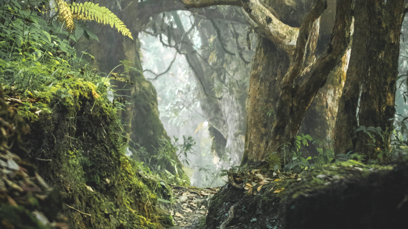 Natural Landscape, Woodland, Picture Frame, Vegetation, Forest. Wallpaper in 1366x768 Resolution