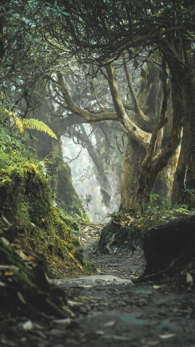 Natural Landscape, Woodland, Picture Frame, Vegetation, Forest. Wallpaper in 750x1334 Resolution