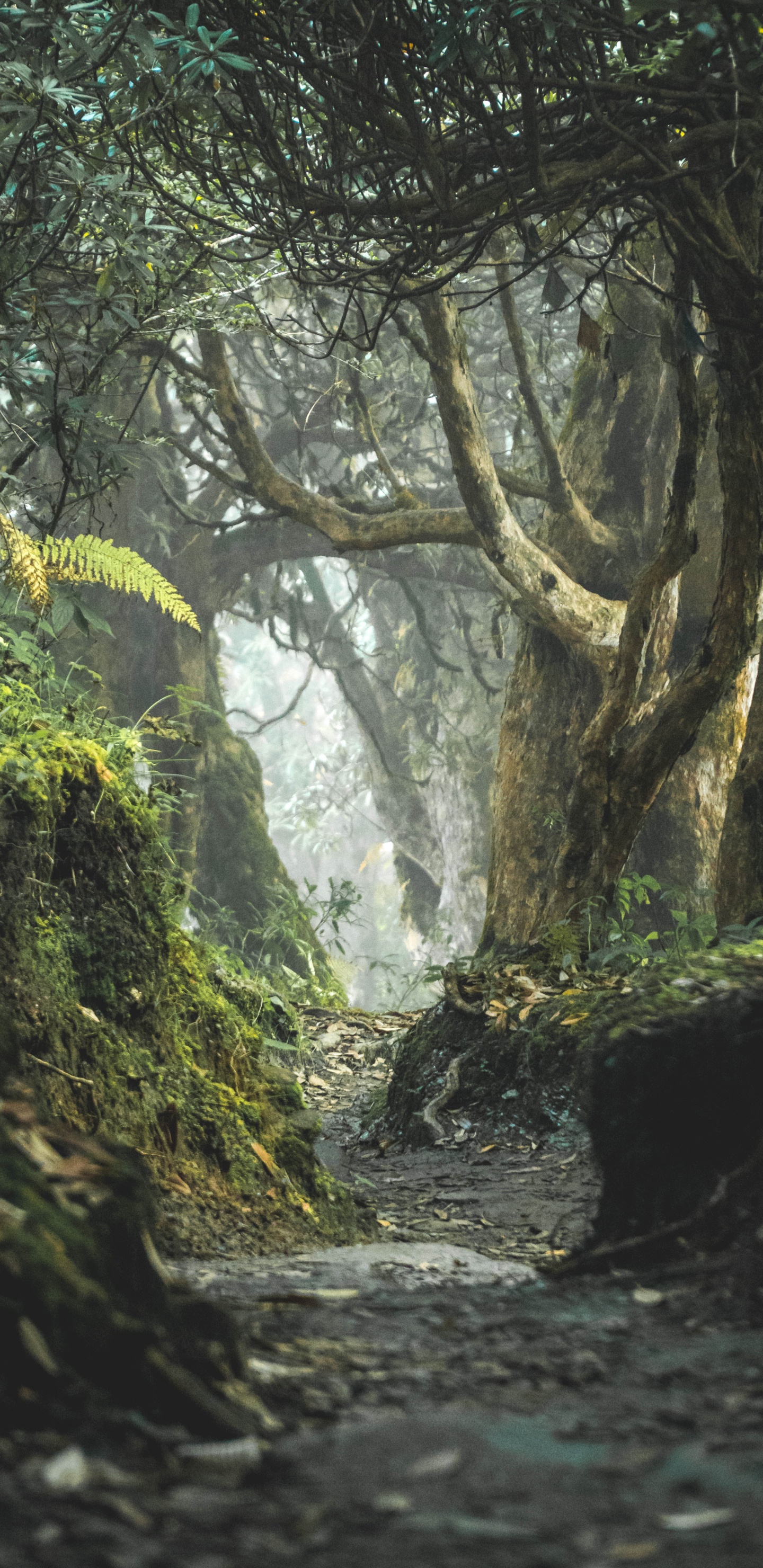 Naturlandschaft, Vegetation, Wald, Wasser, Naturschutzgebiet. Wallpaper in 1440x2960 Resolution