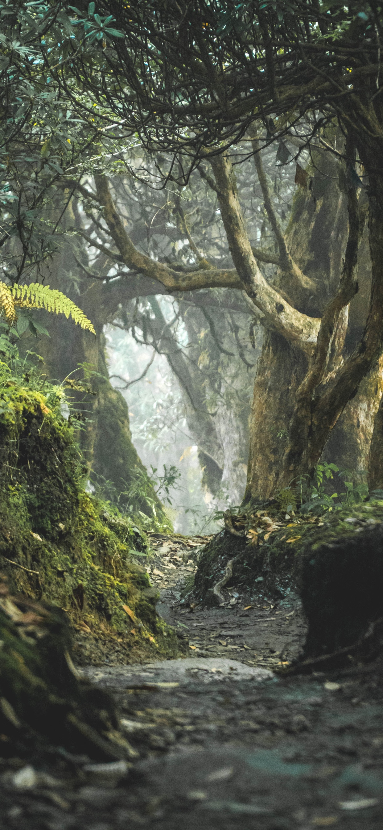 Paysage Naturel, Woodland, Cadre Photo, Végétation, Forêt. Wallpaper in 1242x2688 Resolution