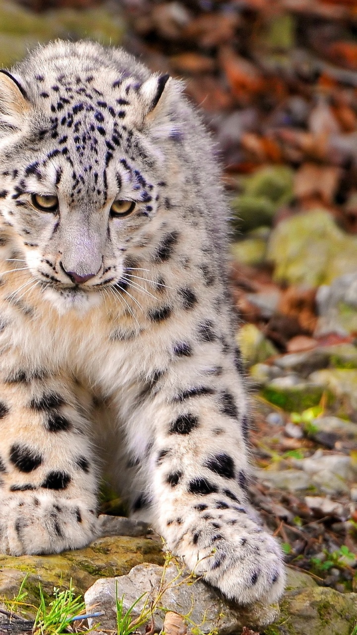 White and Black Leopard on Green Grass During Daytime. Wallpaper in 720x1280 Resolution