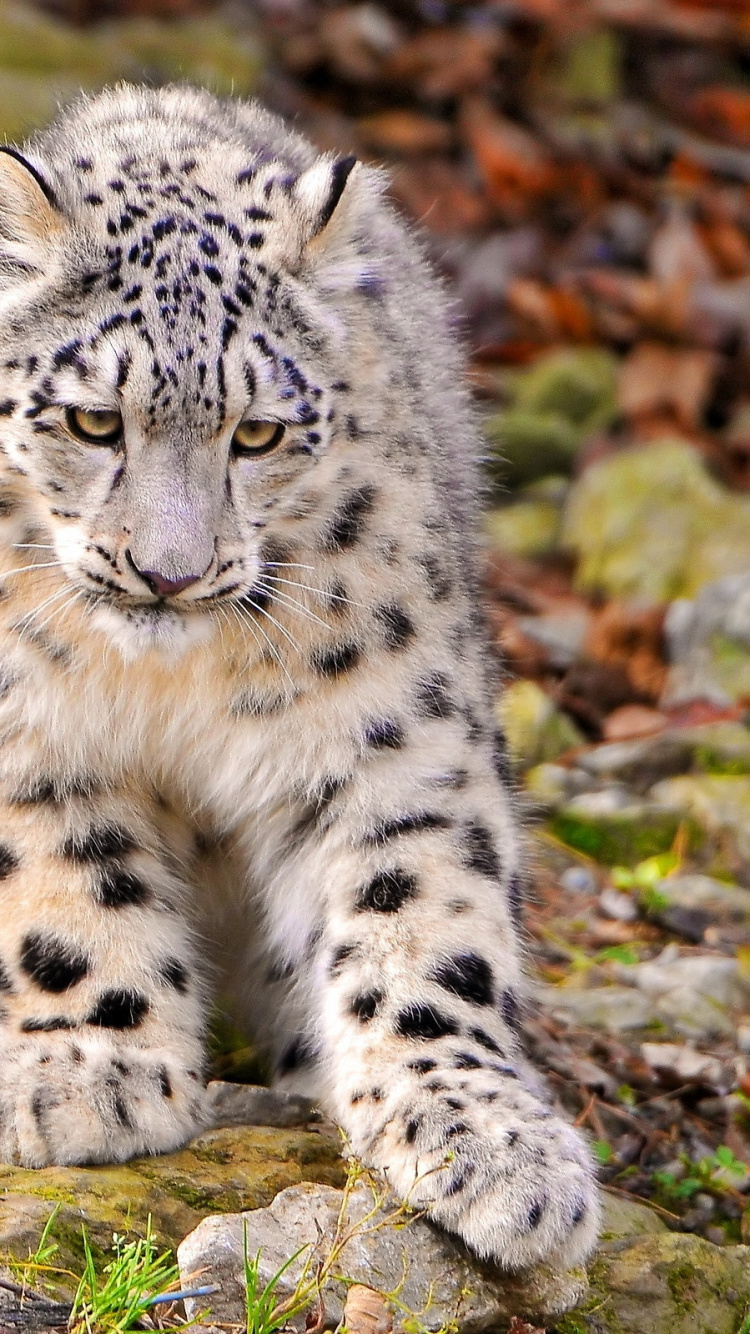 White and Black Leopard on Green Grass During Daytime. Wallpaper in 750x1334 Resolution