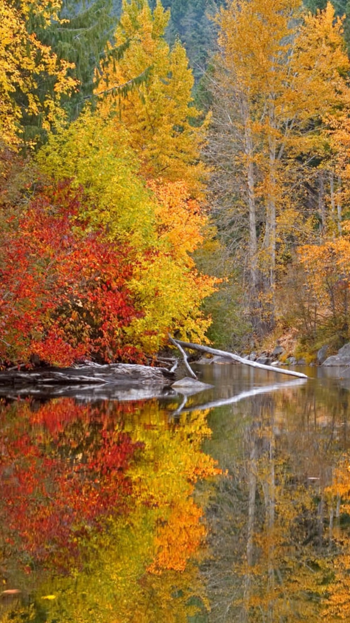 Brown Wooden Dock on Lake Surrounded by Trees. Wallpaper in 720x1280 Resolution