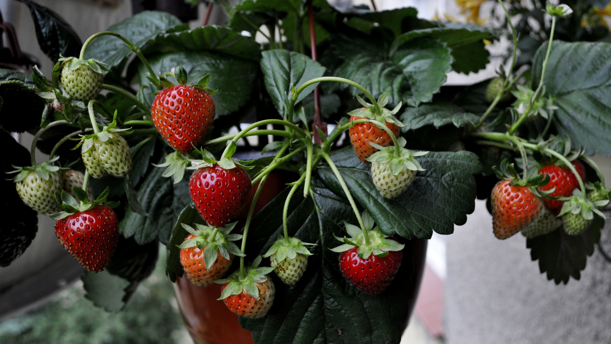Fraises Rouges Dans un Seau en Plastique Marron. Wallpaper in 2560x1440 Resolution