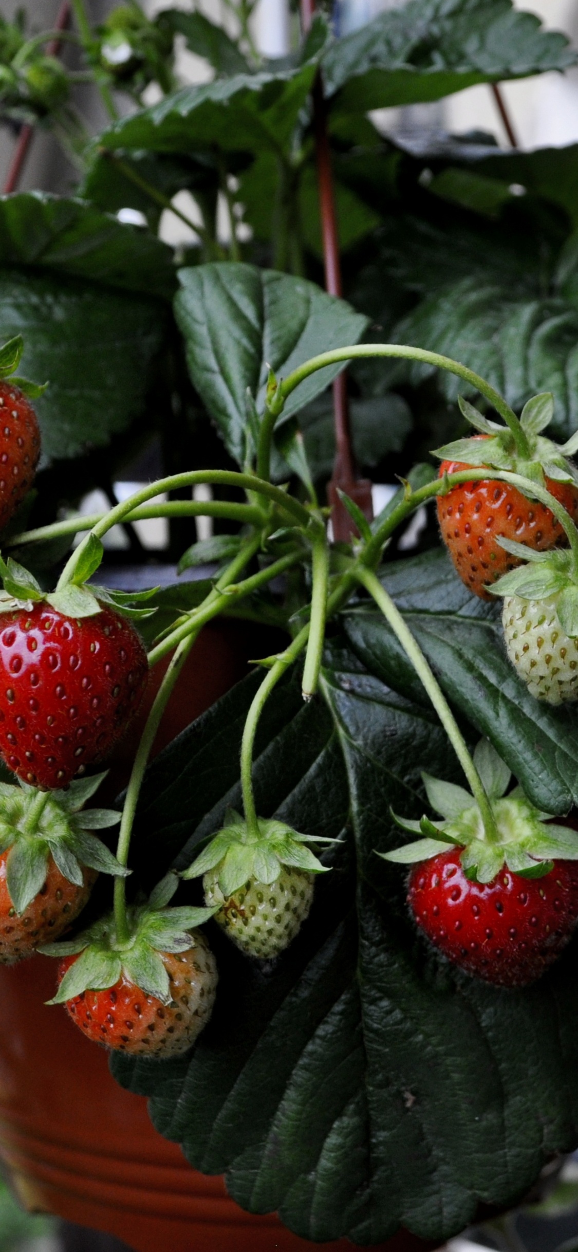 Red Strawberries in Brown Plastic Bucket. Wallpaper in 1125x2436 Resolution