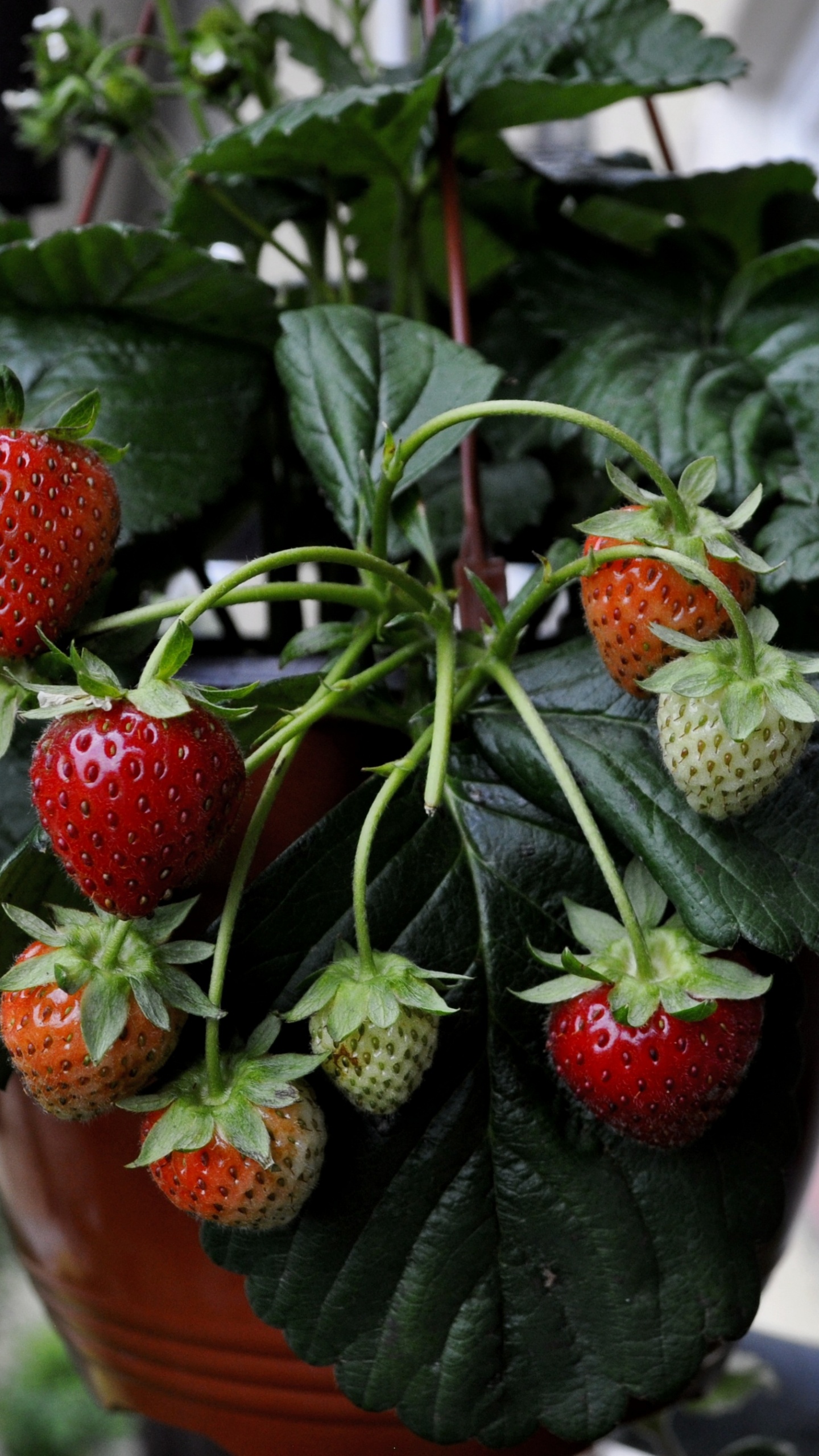 Red Strawberries in Brown Plastic Bucket. Wallpaper in 1440x2560 Resolution