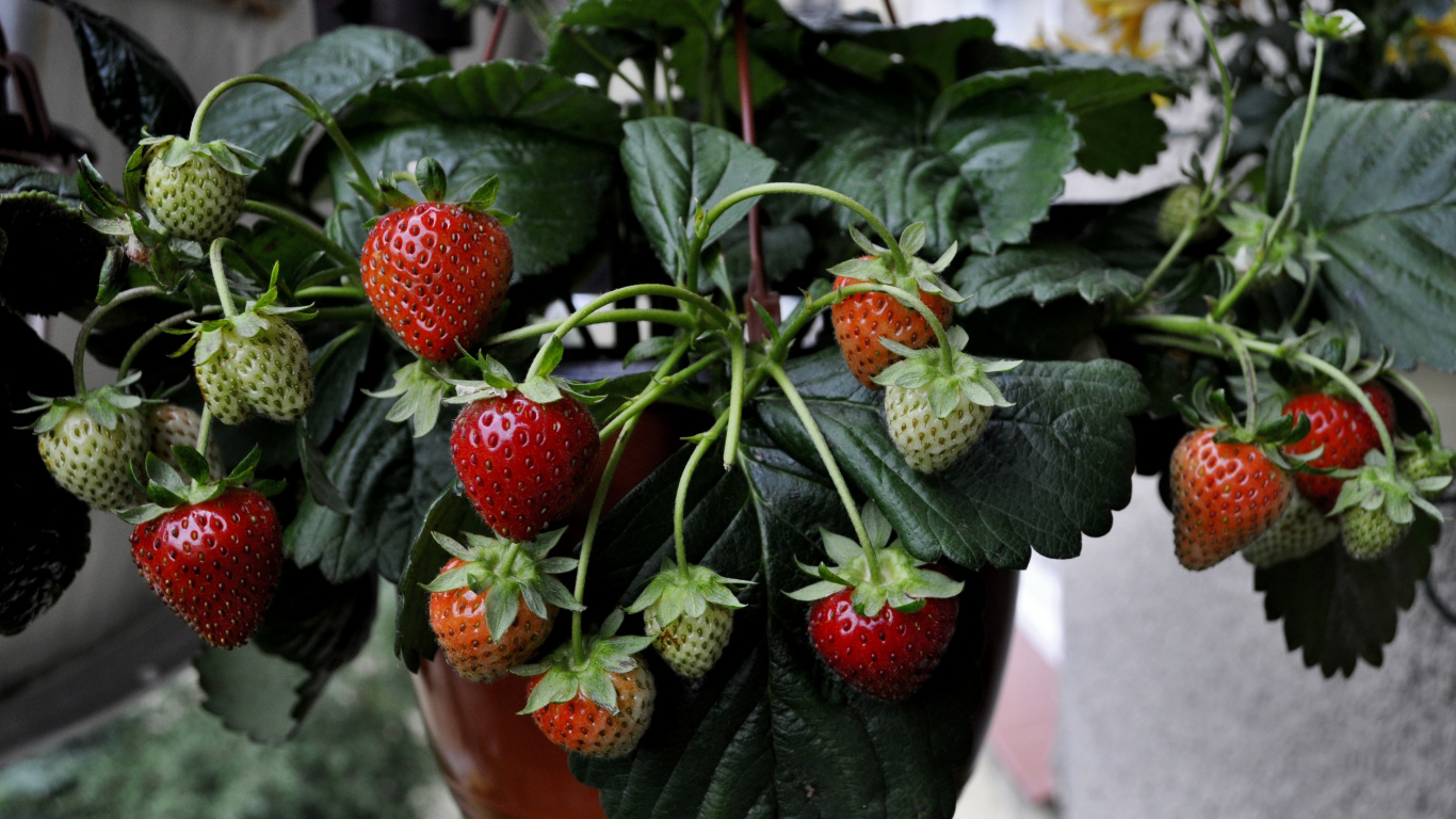 Fresas Rojas en Balde de Plástico Marrón. Wallpaper in 1366x768 Resolution