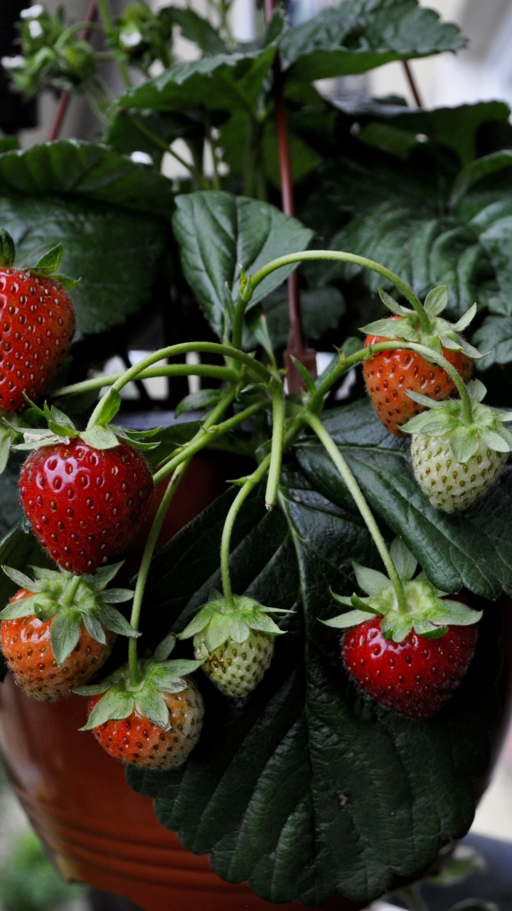 Fresas Rojas en Balde de Plástico Marrón. Wallpaper in 720x1280 Resolution