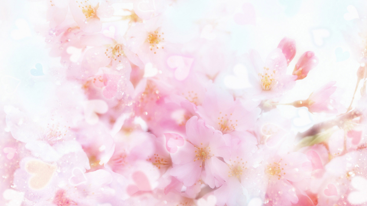 Pétales de Fleurs Roses et Blanches. Wallpaper in 1280x720 Resolution