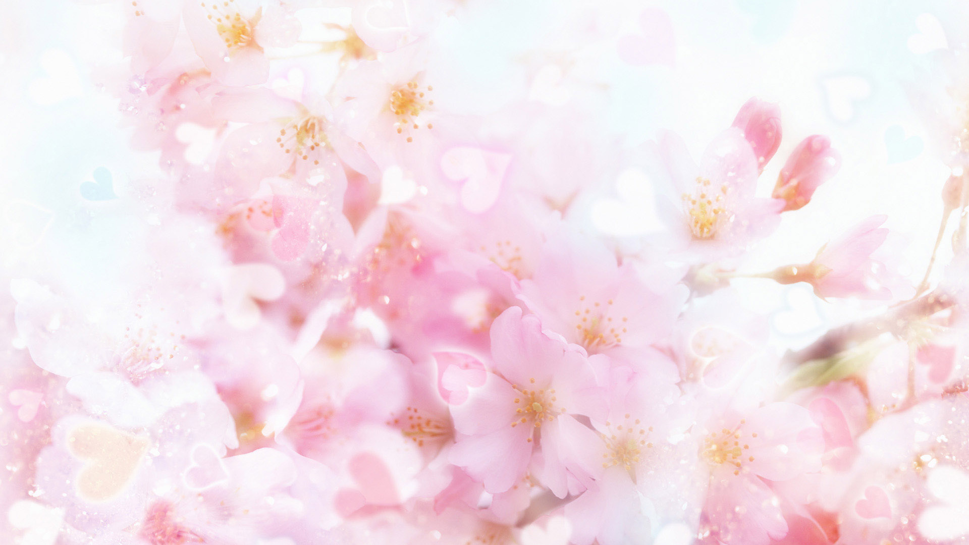 Pétales de Fleurs Roses et Blanches. Wallpaper in 1920x1080 Resolution