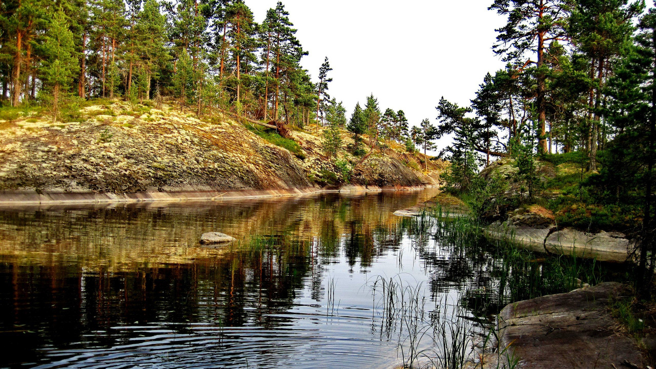 Green Trees Beside River During Daytime. Wallpaper in 1280x720 Resolution