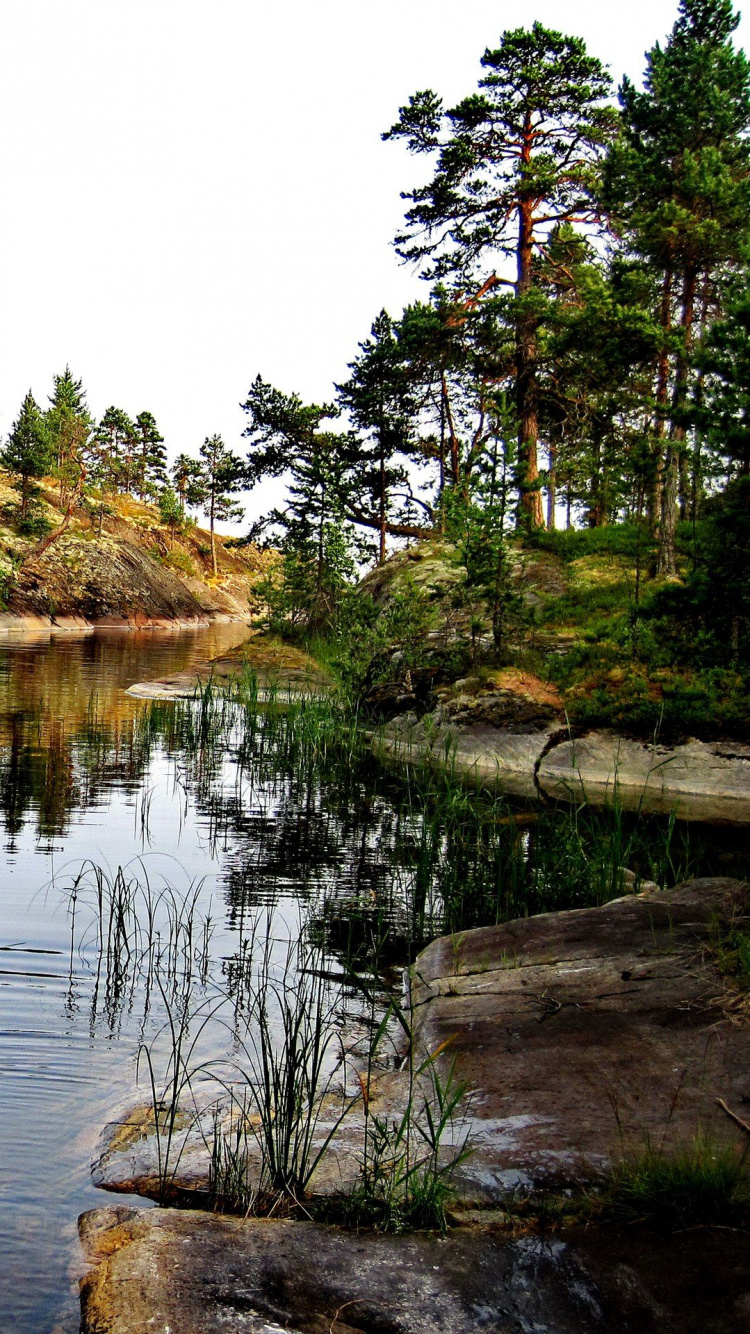 Green Trees Beside River During Daytime. Wallpaper in 750x1334 Resolution