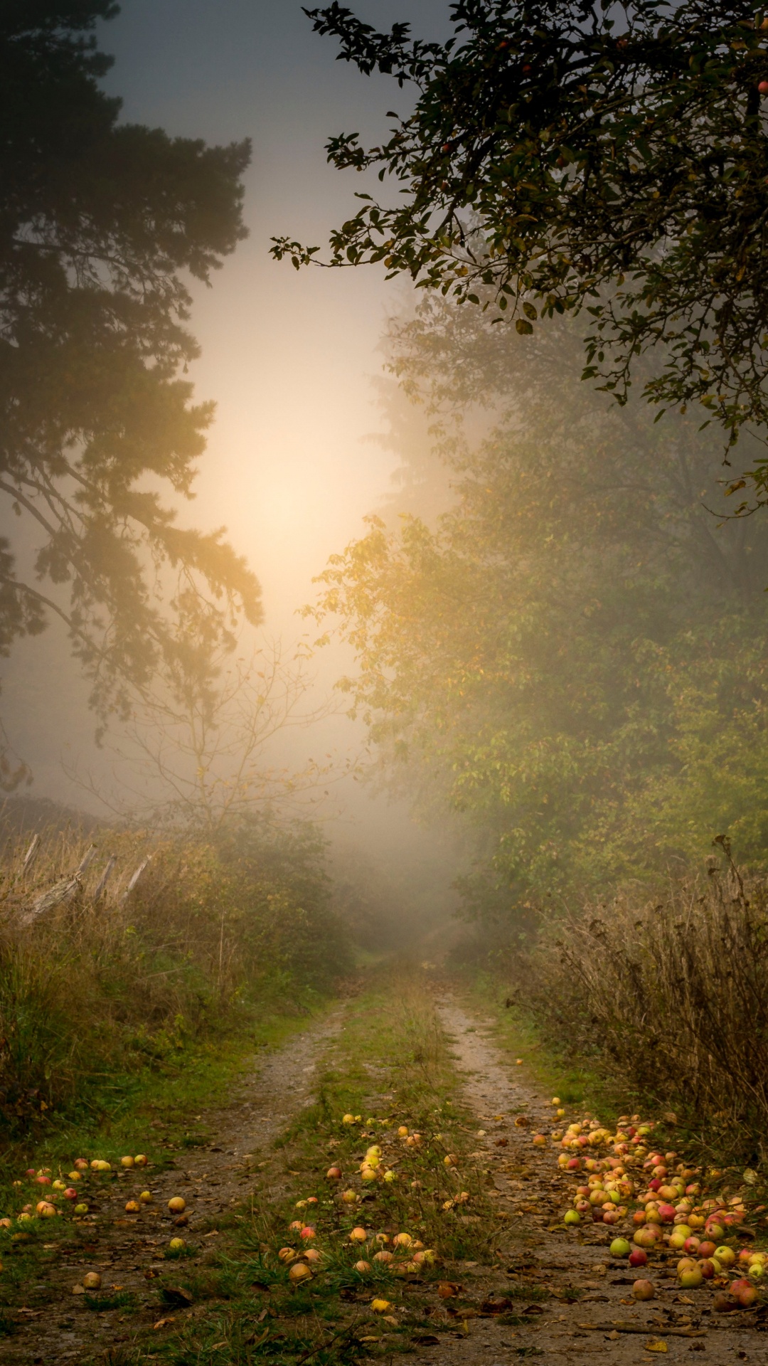 Baum, Natur, Naturlandschaft, Sonnenlicht, Morgen. Wallpaper in 1080x1920 Resolution