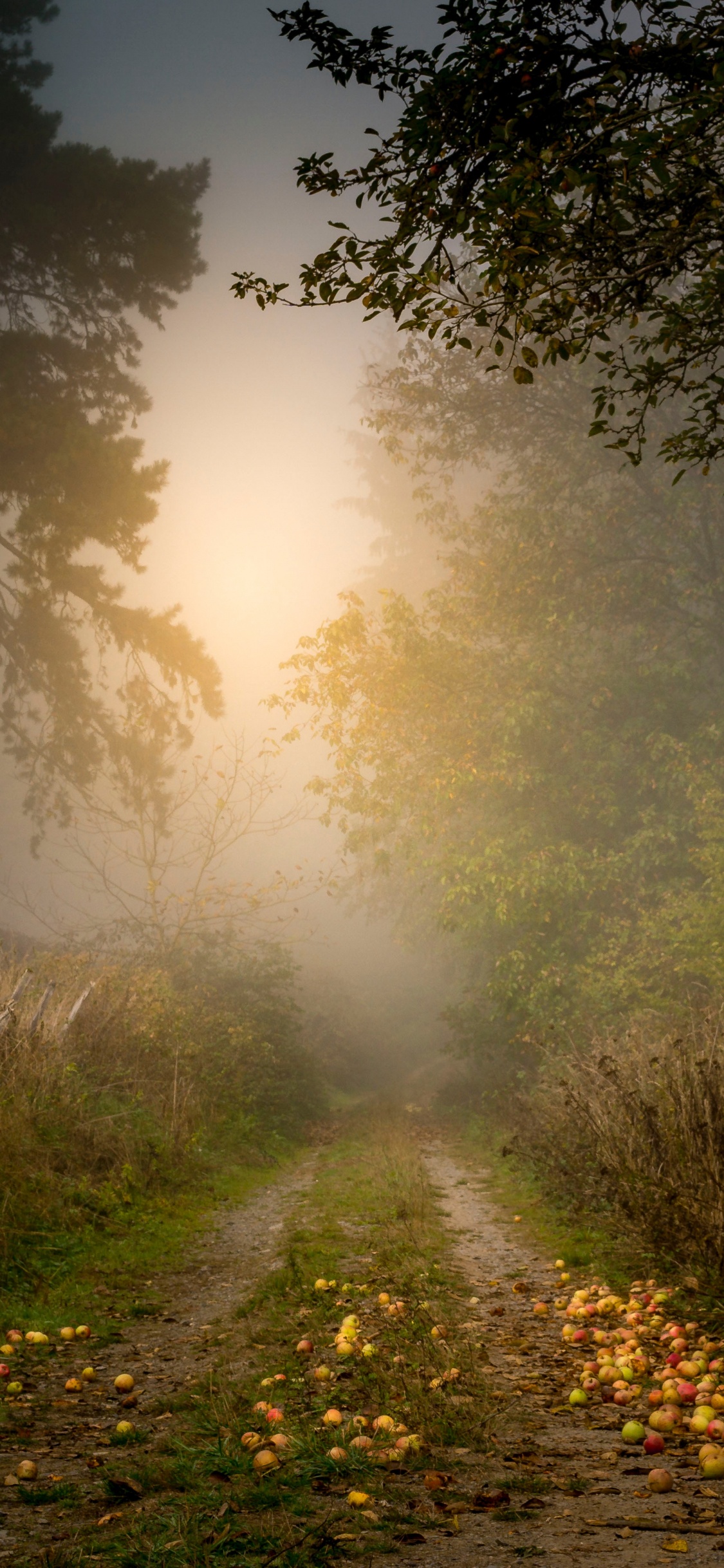 Tree, Nature, Natural Landscape, Sunlight, Morning. Wallpaper in 1125x2436 Resolution