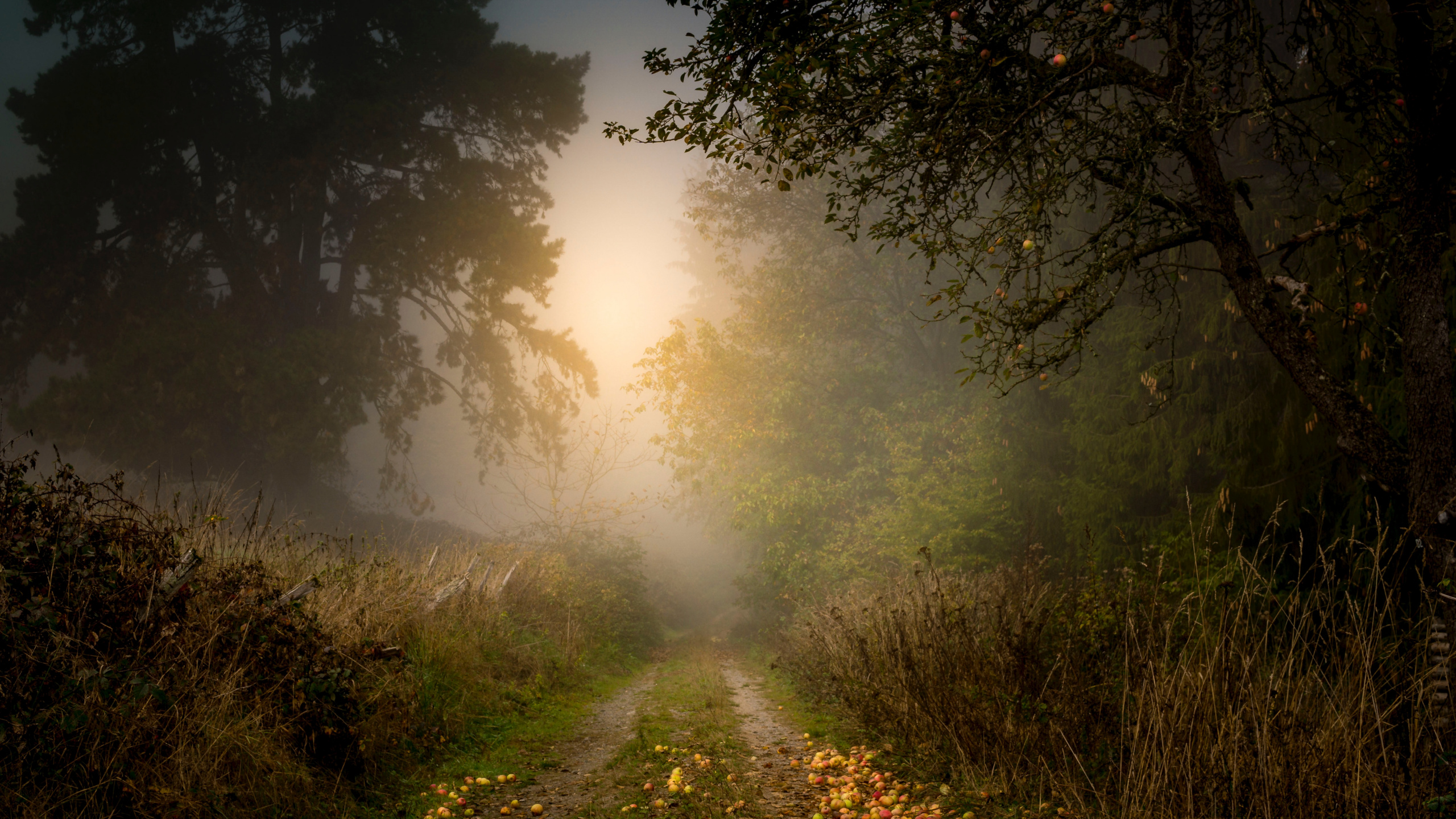 Tree, Nature, Natural Landscape, Sunlight, Morning. Wallpaper in 2560x1440 Resolution