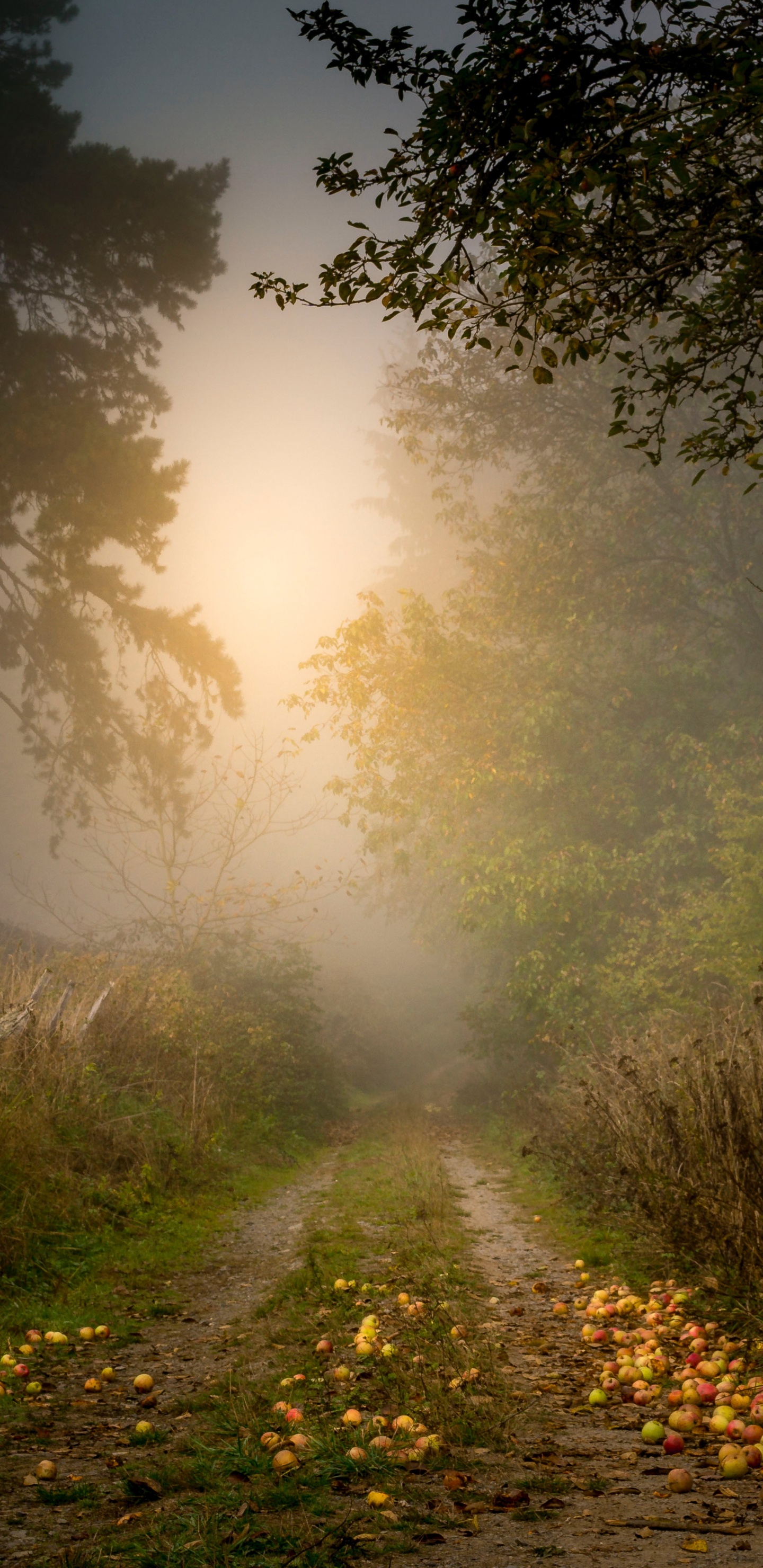 Nature, Paysage Naturel, Matin, Lumière, Environnement Naturel. Wallpaper in 1440x2960 Resolution