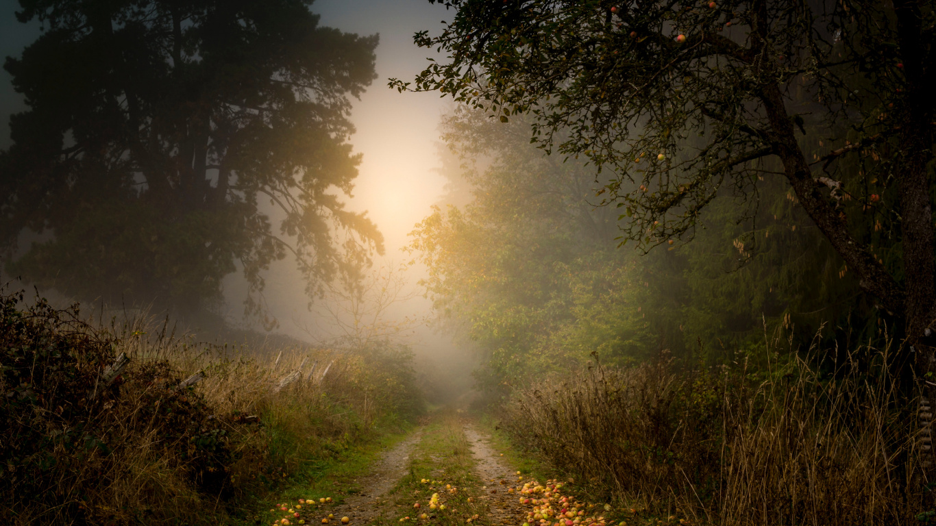 Naturaleza, Paisaje Natural, la Luz Del Sol, Mañana, Luz. Wallpaper in 1366x768 Resolution