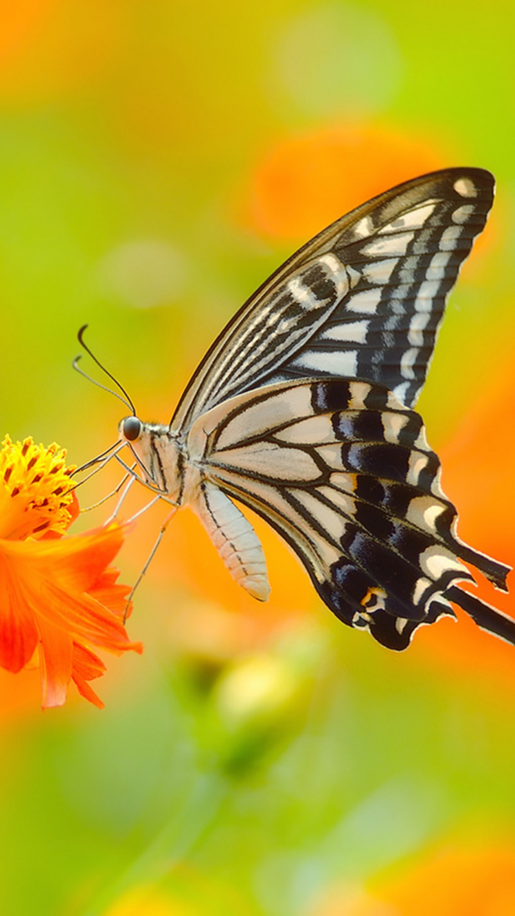 Mariposa en Blanco y Negro Sobre Flor de Naranja. Wallpaper in 750x1334 Resolution