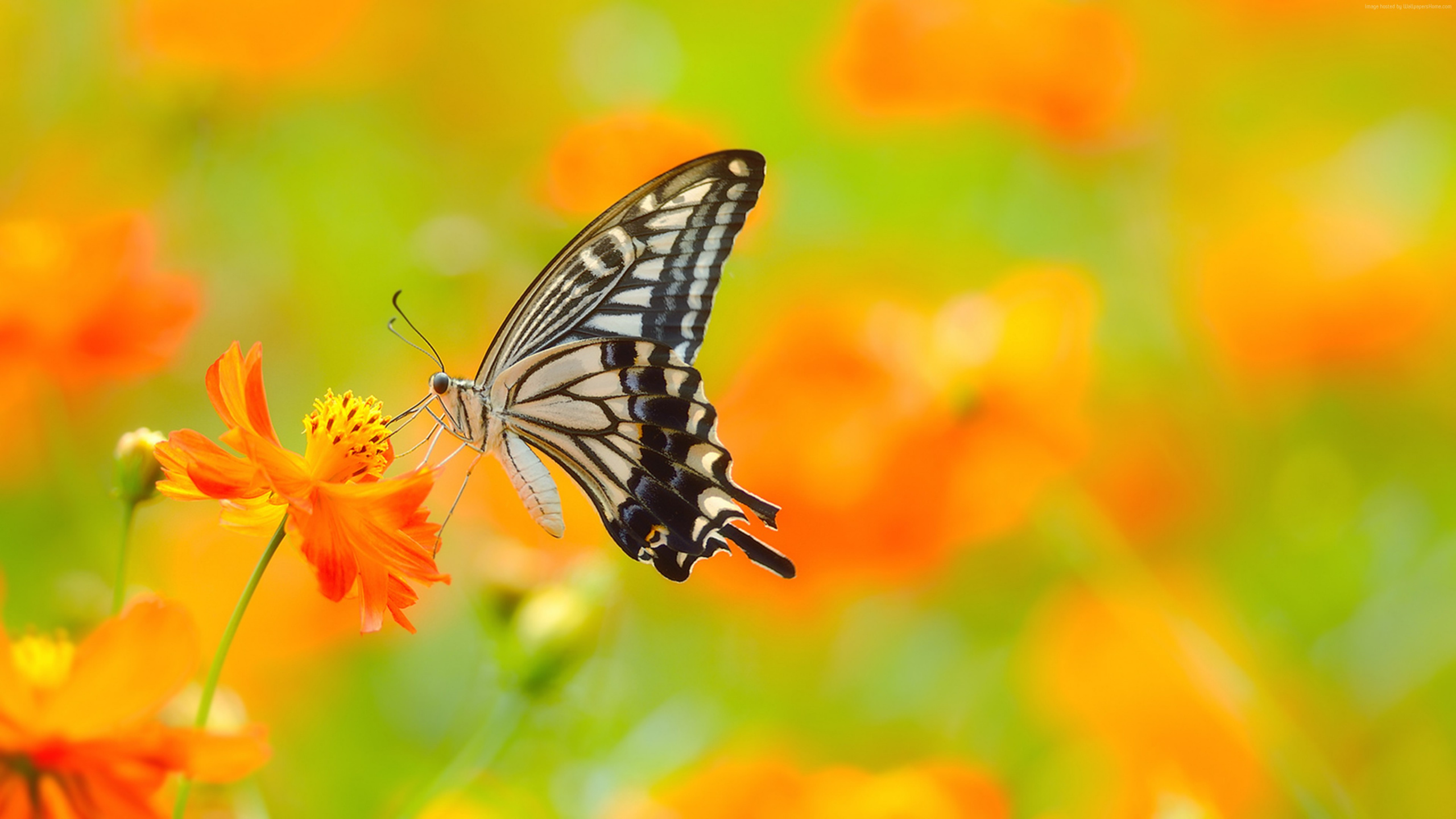 Black and White Butterfly on Orange Flower. Wallpaper in 2560x1440 Resolution