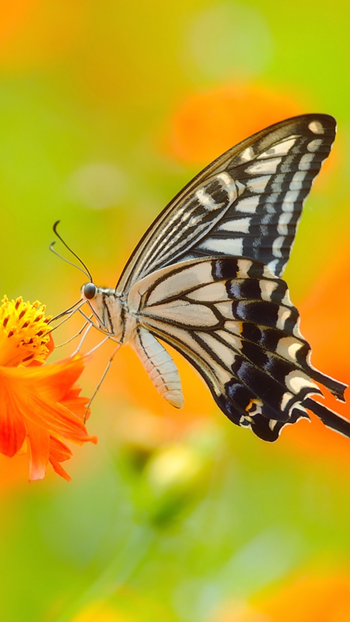 Black and White Butterfly on Orange Flower. Wallpaper in 720x1280 Resolution