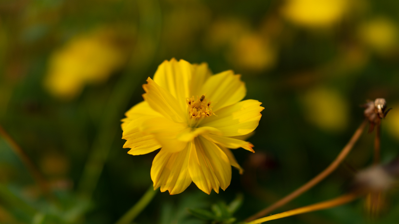 Gelbe Blume in Tilt-Shift-Linse. Wallpaper in 1366x768 Resolution