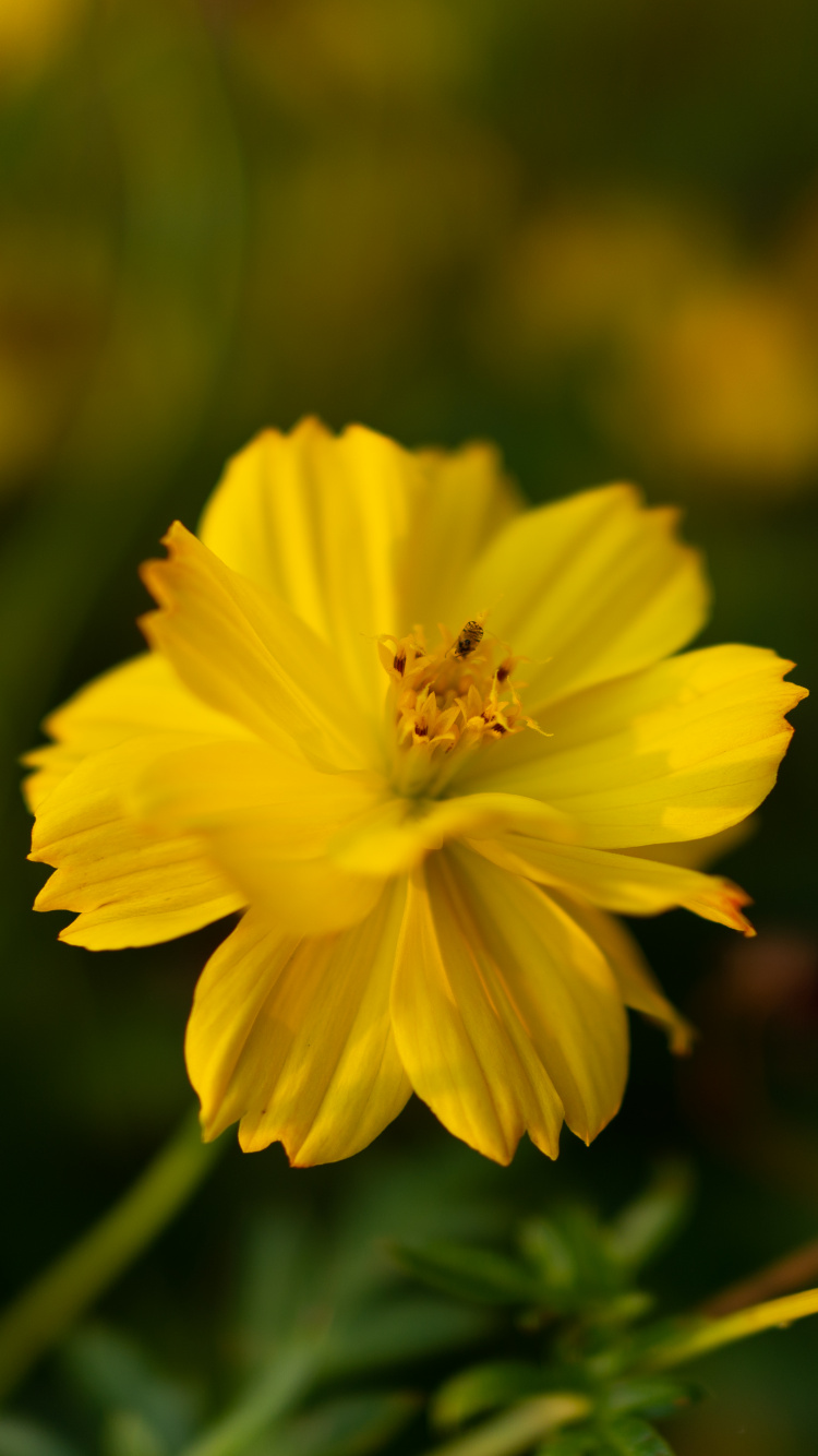 Gelbe Blume in Tilt-Shift-Linse. Wallpaper in 750x1334 Resolution