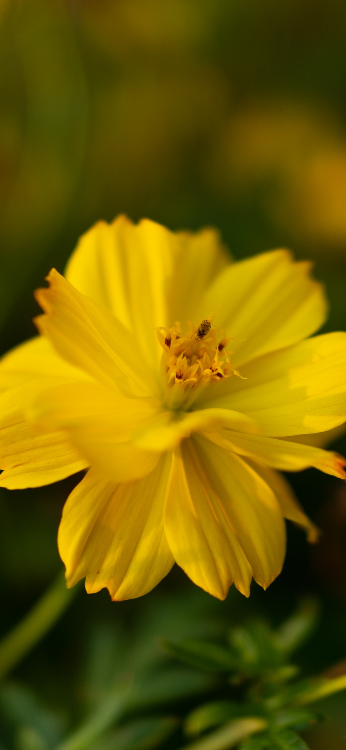 Yellow Flower in Tilt Shift Lens. Wallpaper in 1125x2436 Resolution