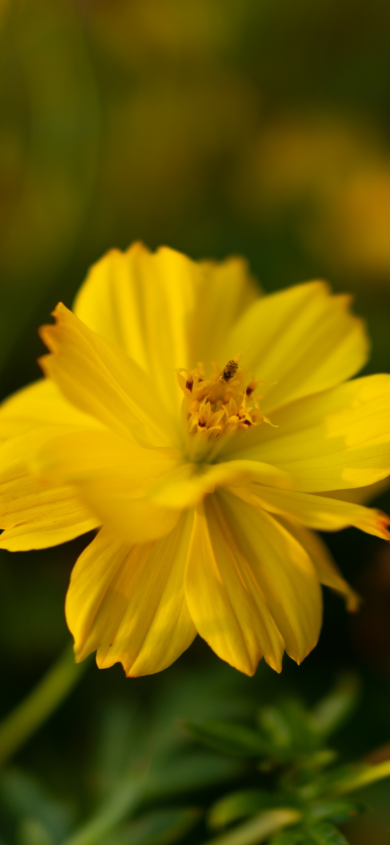 Yellow Flower in Tilt Shift Lens. Wallpaper in 1242x2688 Resolution