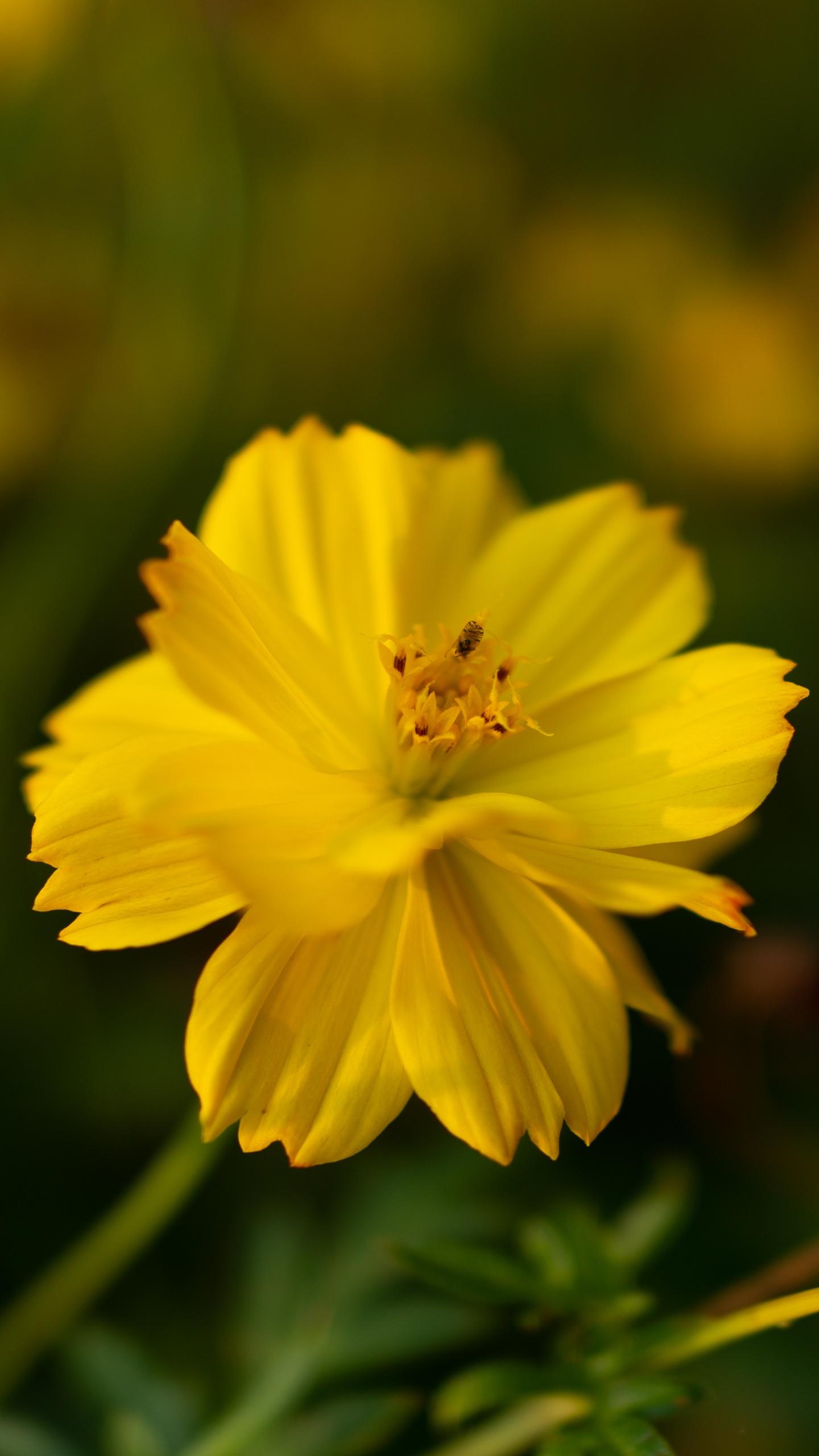 Yellow Flower in Tilt Shift Lens. Wallpaper in 1440x2560 Resolution