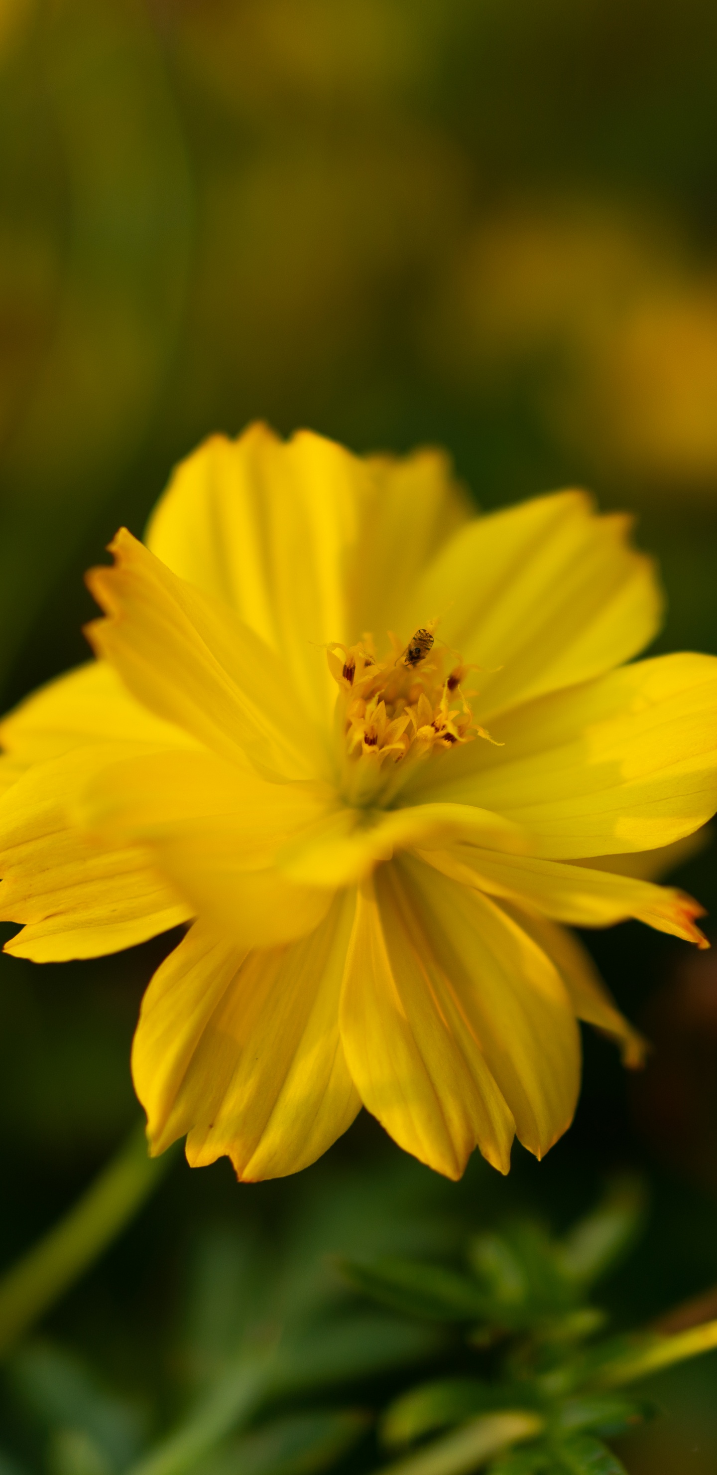 Fleur Jaune Dans L'objectif à Basculement. Wallpaper in 1440x2960 Resolution