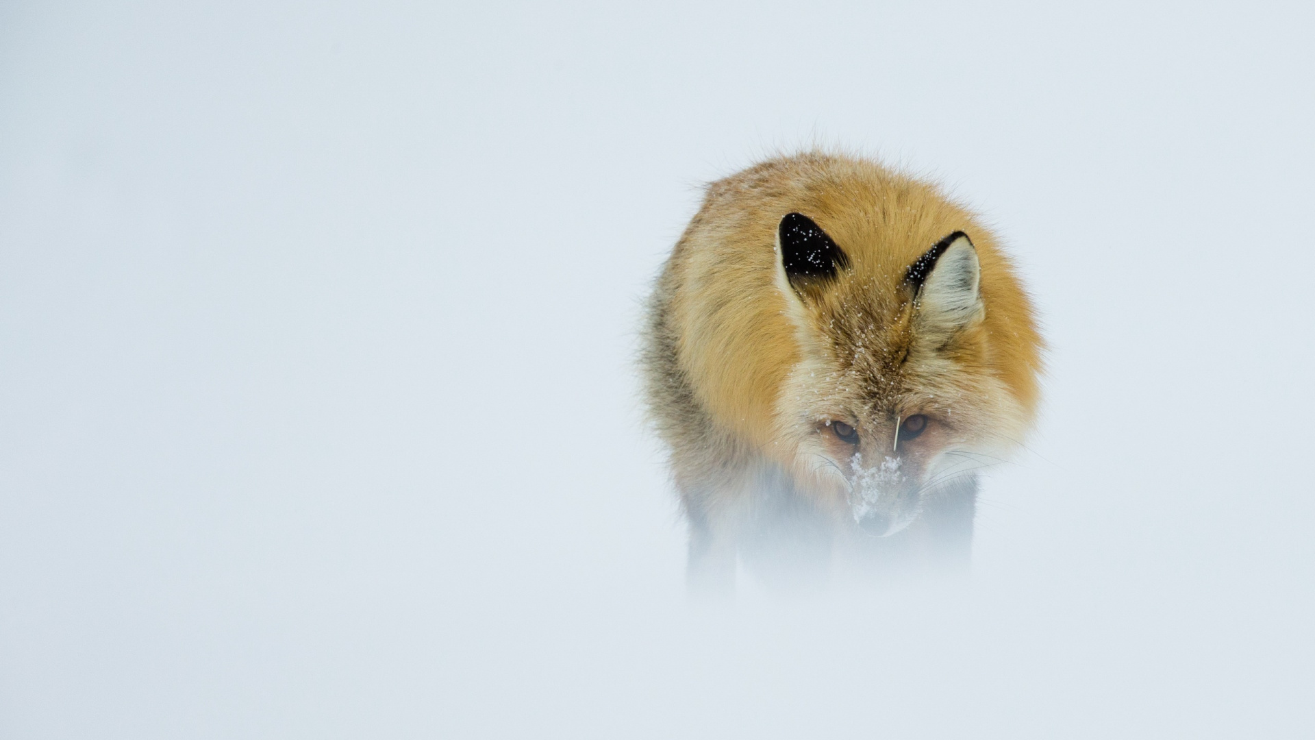 Brown and White Fox on White Background. Wallpaper in 1920x1080 Resolution