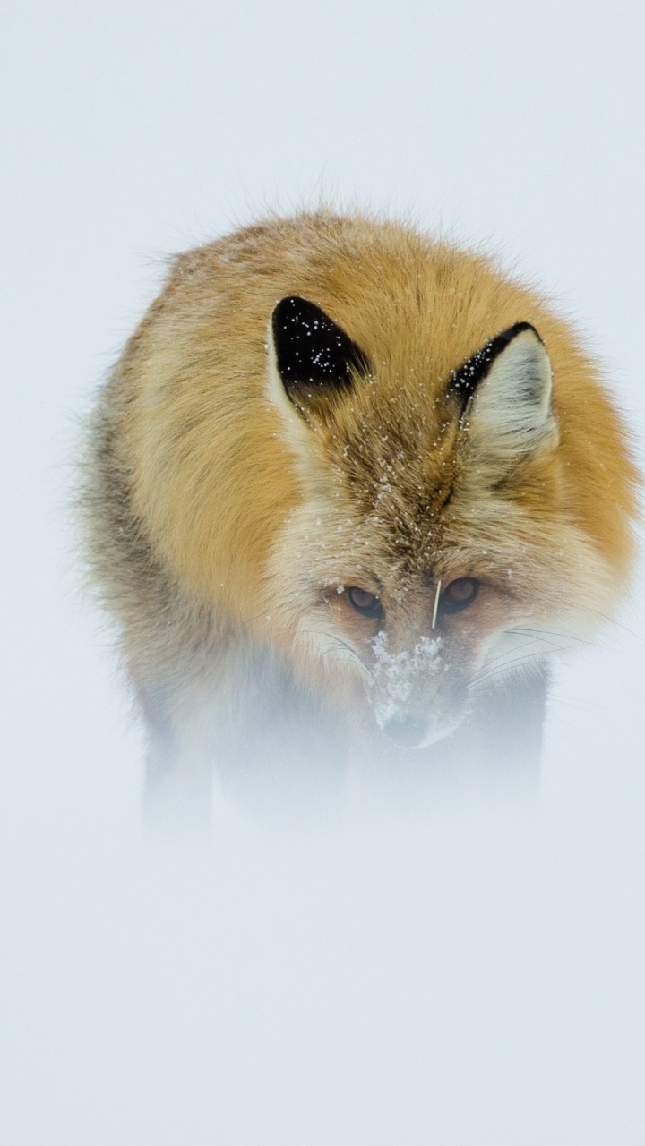 Brown and White Fox on White Background. Wallpaper in 720x1280 Resolution