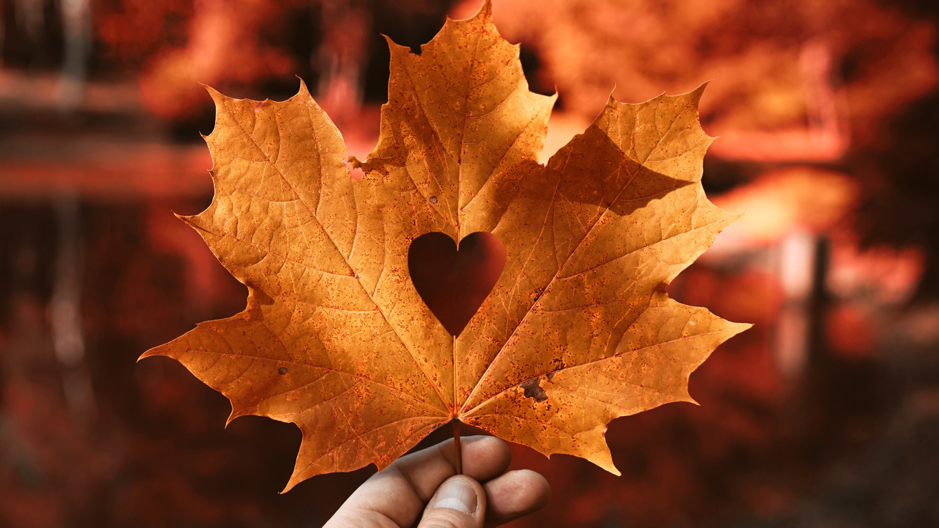 Herbst, Herzen, Hand Herz, Blatt, Maple Leaf. Wallpaper in 1366x768 Resolution