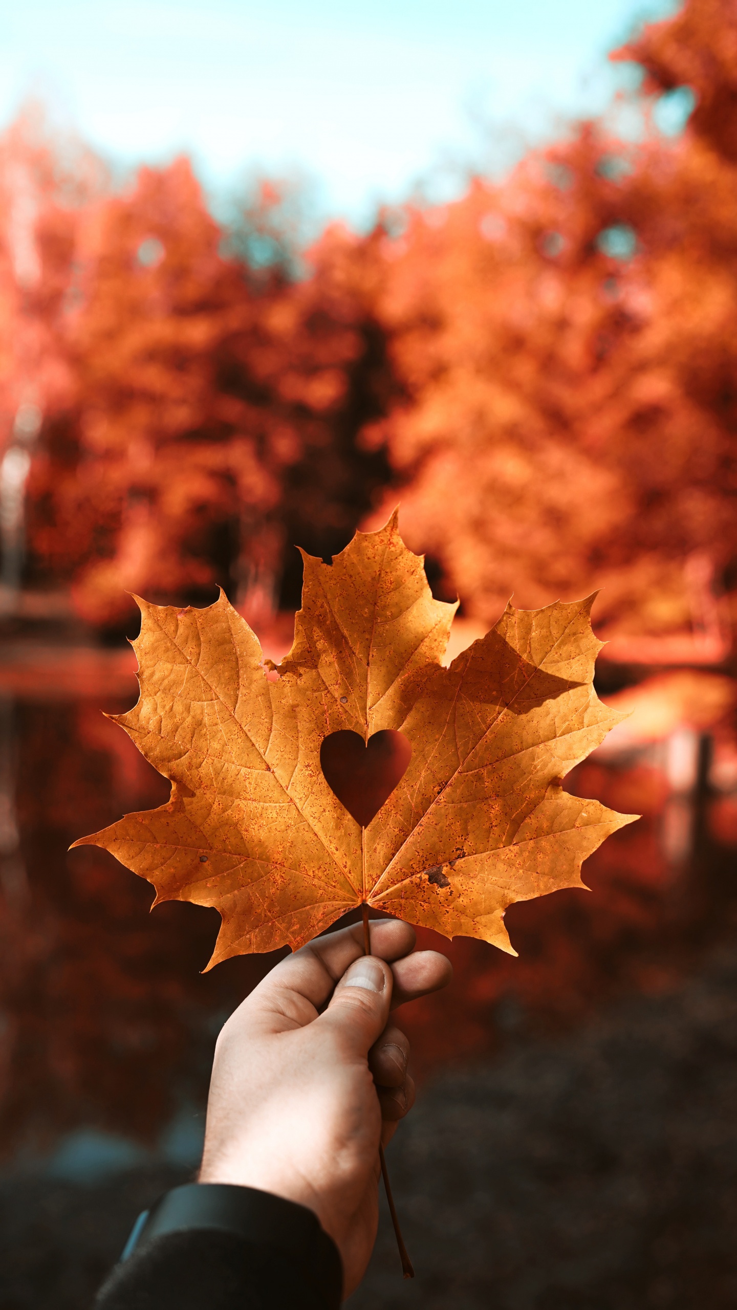 Herbst, Herzen, Hand Herz, Blatt, Maple Leaf. Wallpaper in 1440x2560 Resolution