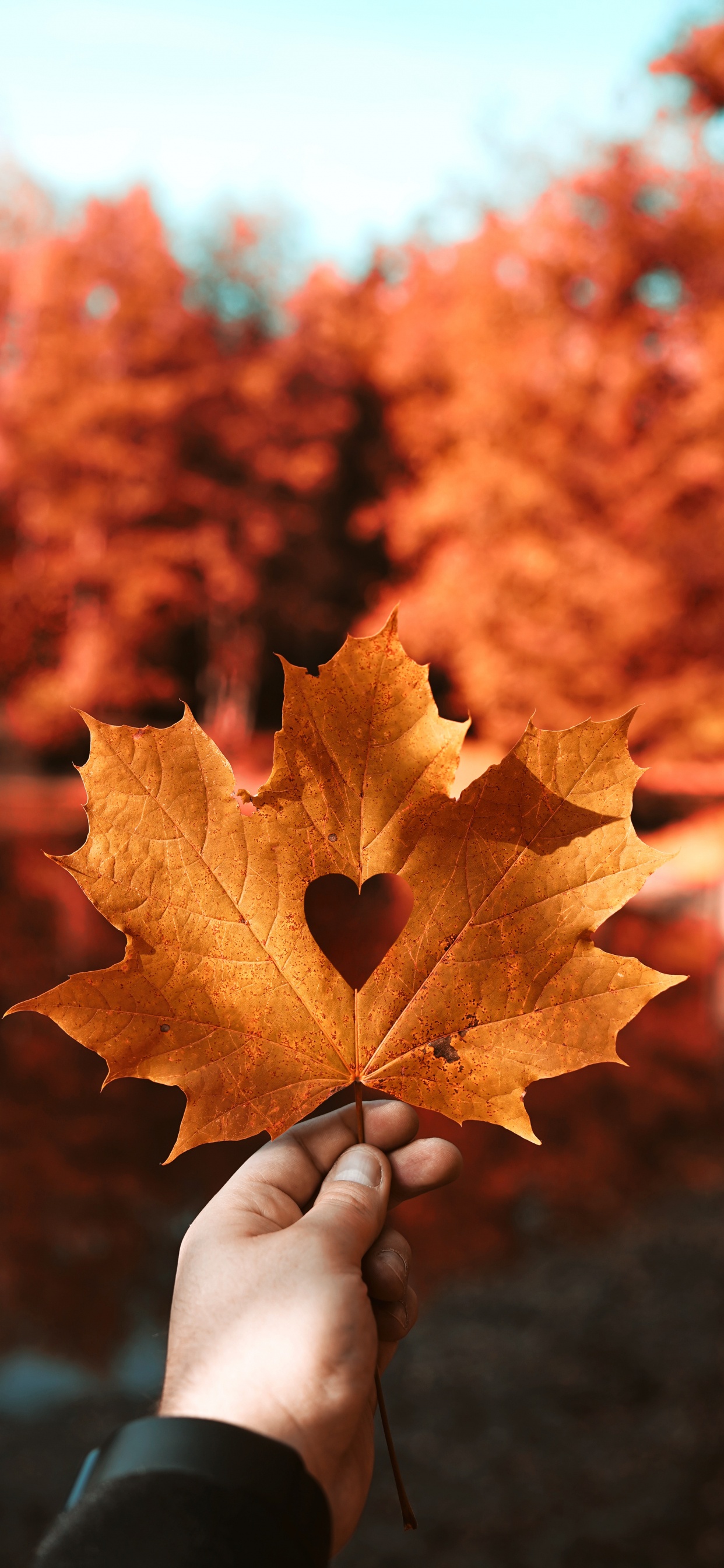 Cœur, La Main du Coeur, Feuille, la Feuille D'érable, Feuilles Caduques. Wallpaper in 1242x2688 Resolution