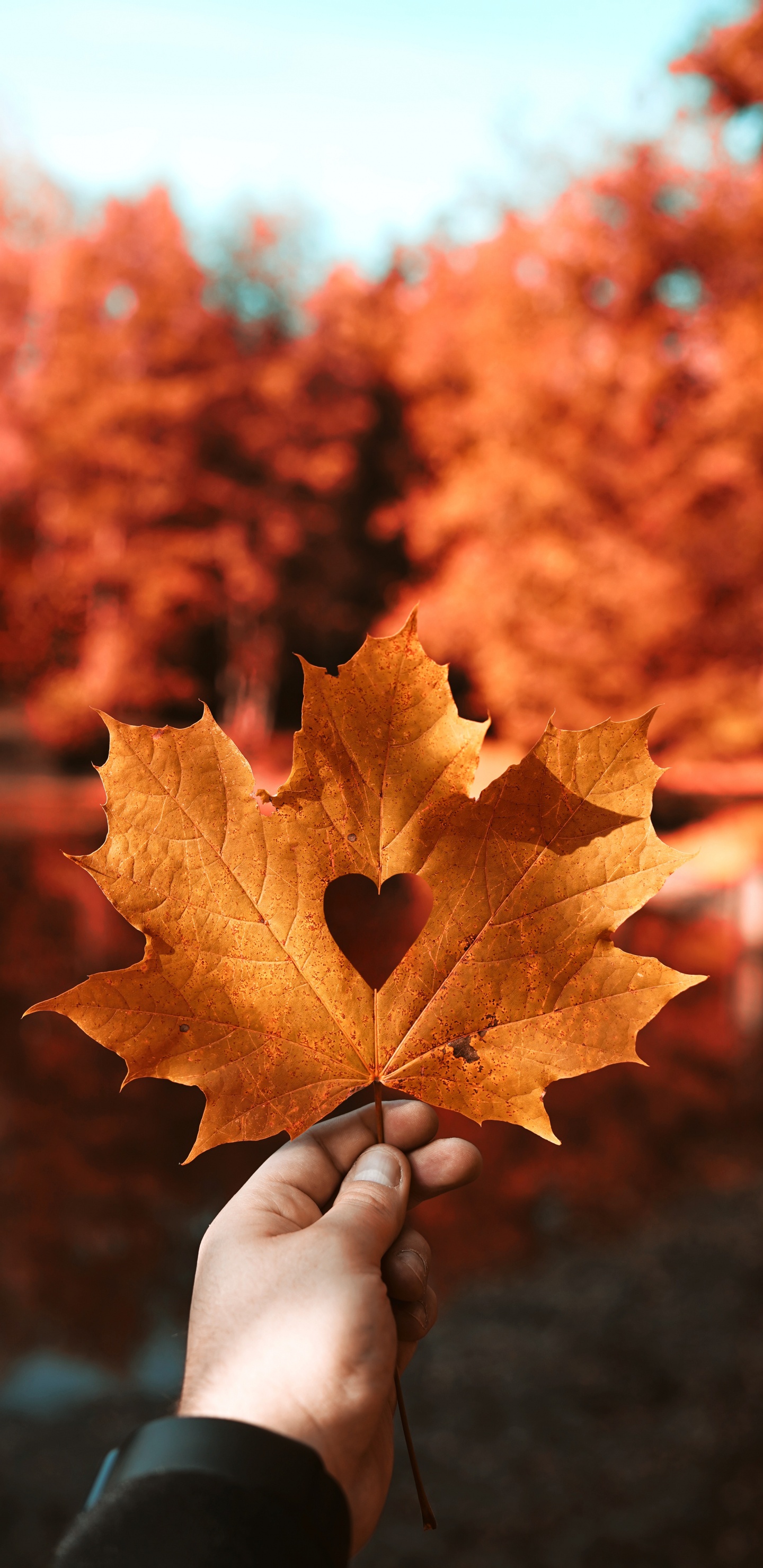 Cœur, La Main du Coeur, Feuille, la Feuille D'érable, Feuilles Caduques. Wallpaper in 1440x2960 Resolution